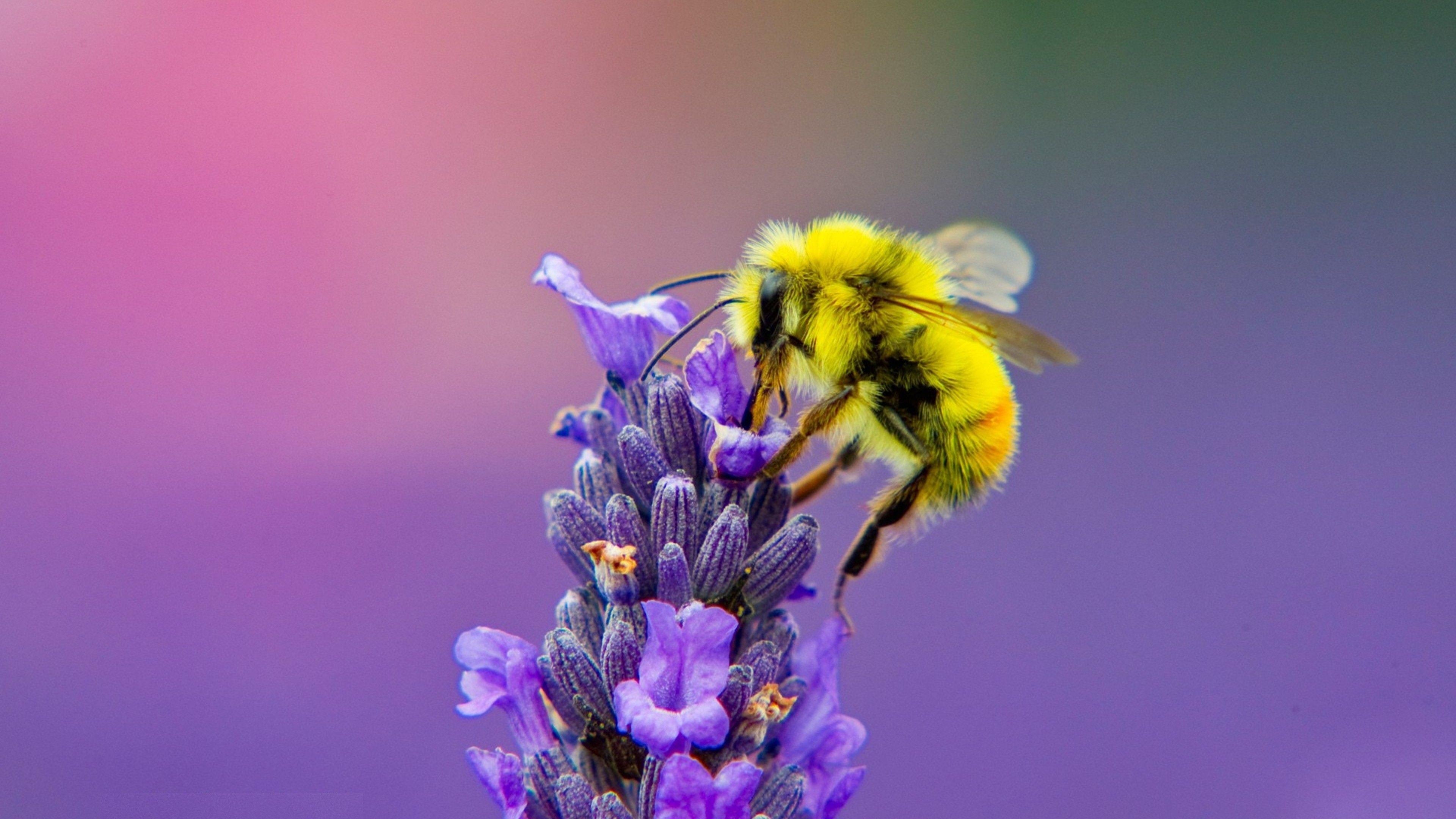 Gelbe Honigbiene, Lavendel, Insekt, 4K Foto, 3840x2160 4K Desktop