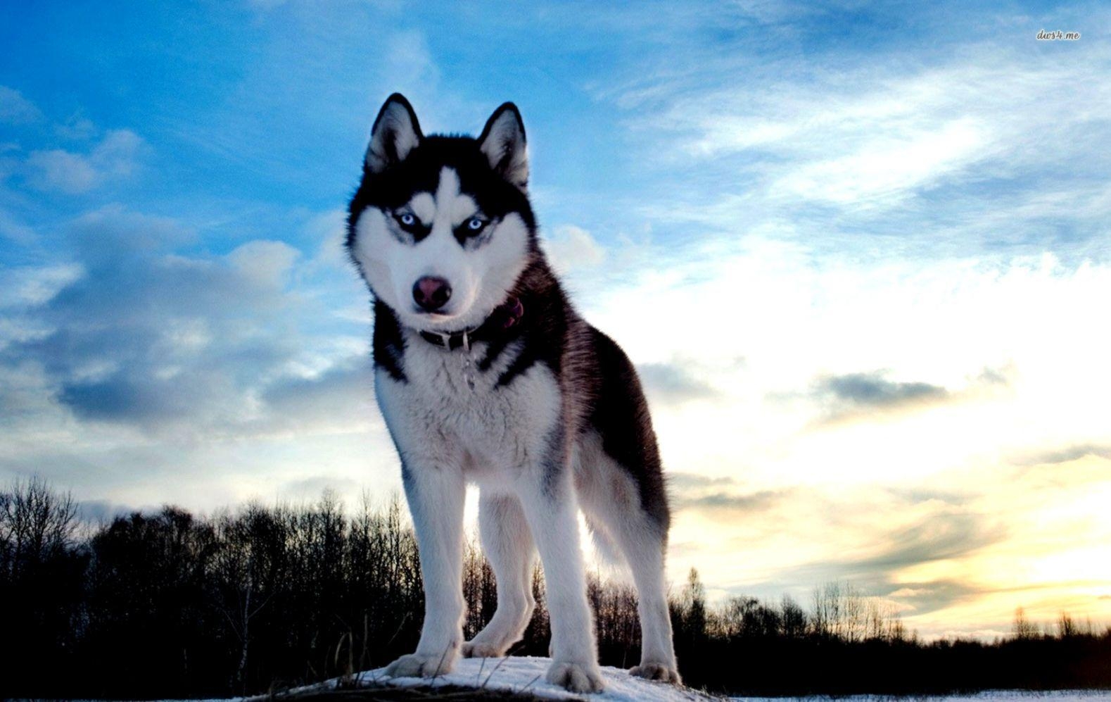 Sibirischer Husky, Tier, Hund, Fell, blauäugig, 1580x1000 HD Desktop