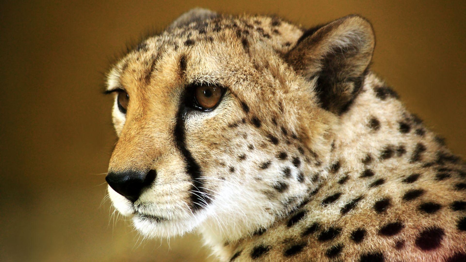 Gepard, heiß, Bild, Qualität, HD, 1920x1080 Full HD Desktop