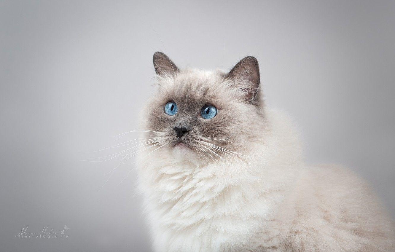 Ragdoll, Katze, Hintergrund, Blauer, Augen, 1340x850 HD Desktop