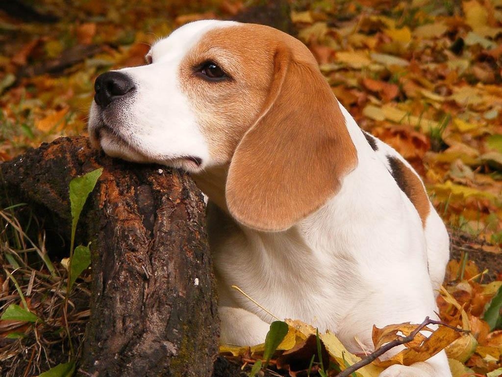 Beagle, Hunde, Android, Rudel, Hintergrund, 1030x770 HD Desktop
