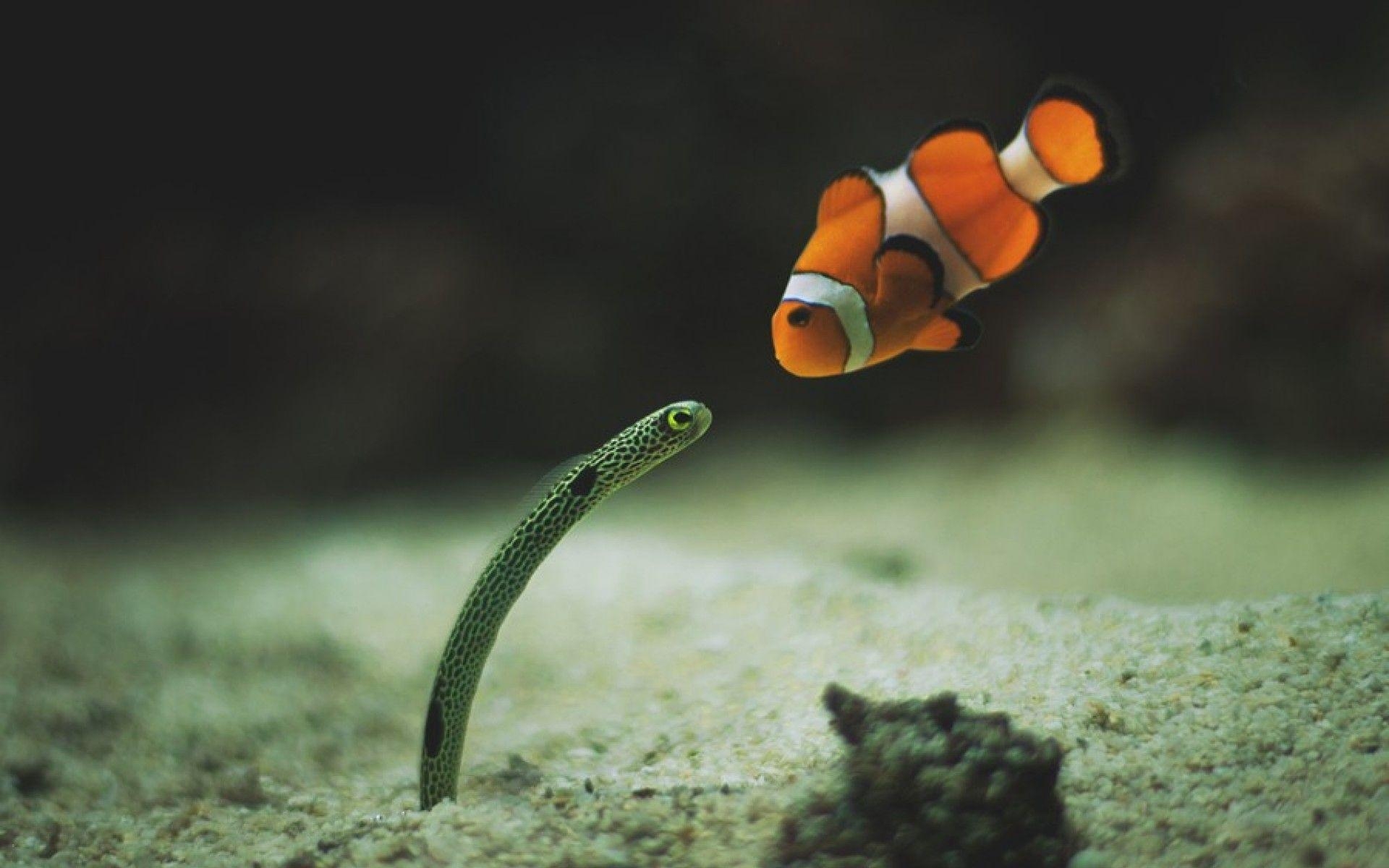 Clownfisch, Tiere, Unterwasserwelt, HD, Bild, 1920x1200 HD Desktop