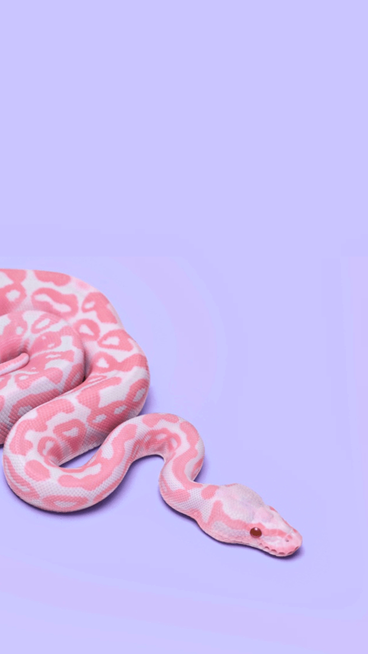 Boa Constrictor, Sperrbildschirm, Rosa, Schlange, Schön, 750x1340 HD Handy