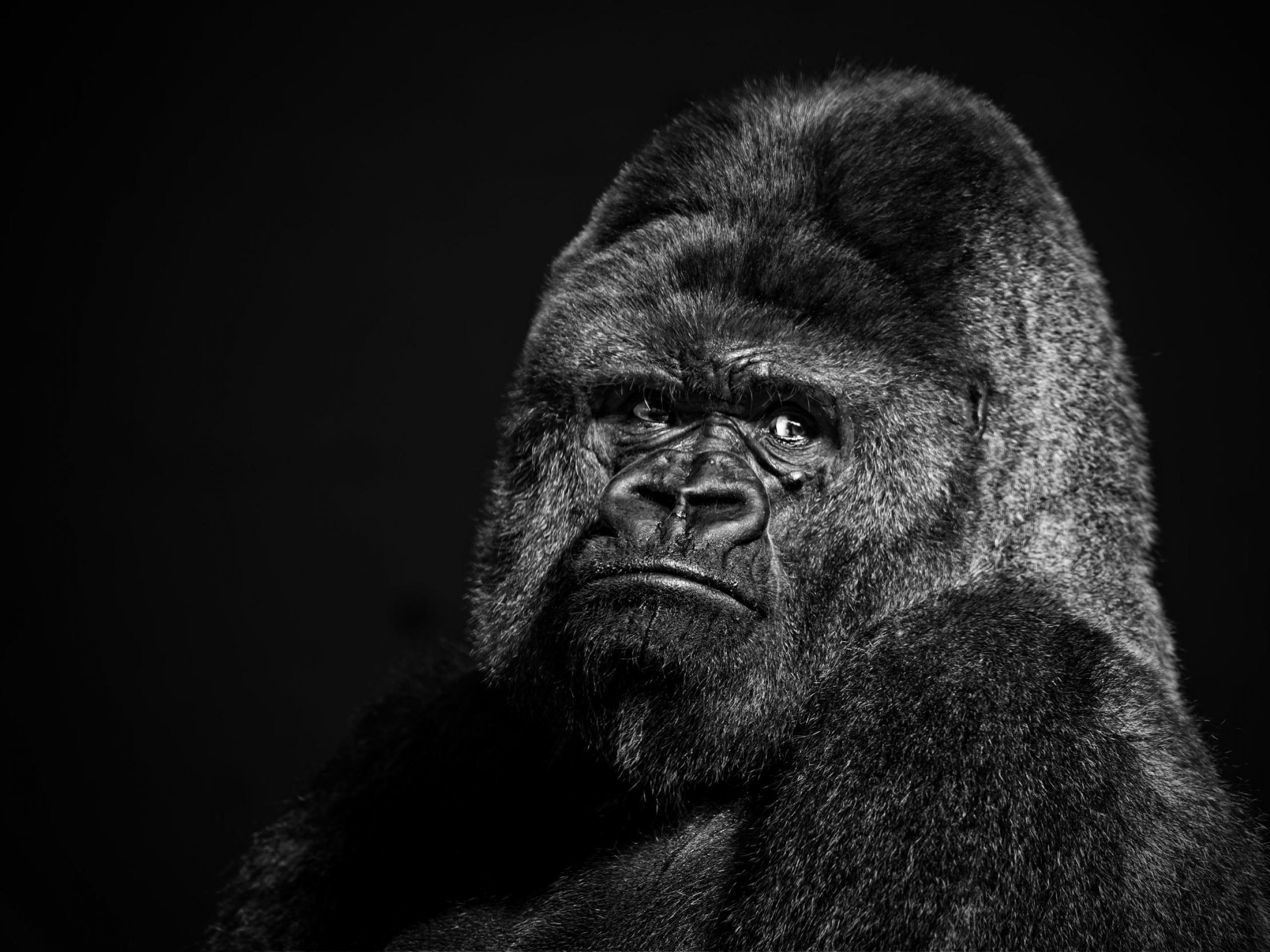 Gorilla, HD, Tier, Natur, Bild, 2560x1920 HD Desktop