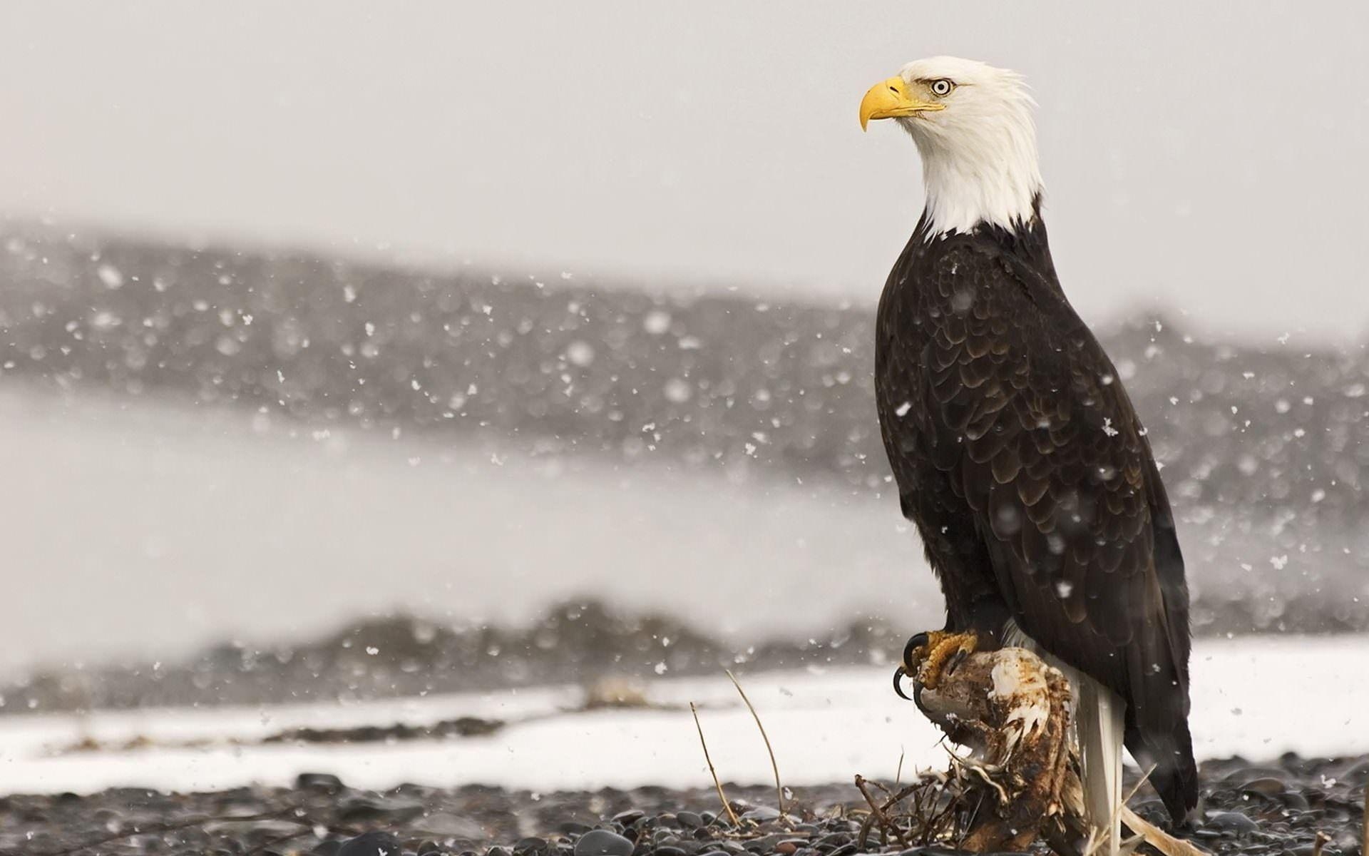 Weißkopfseeadler, Durchstöbern, HD, Hintergrund, Bild, 1920x1200 HD Desktop