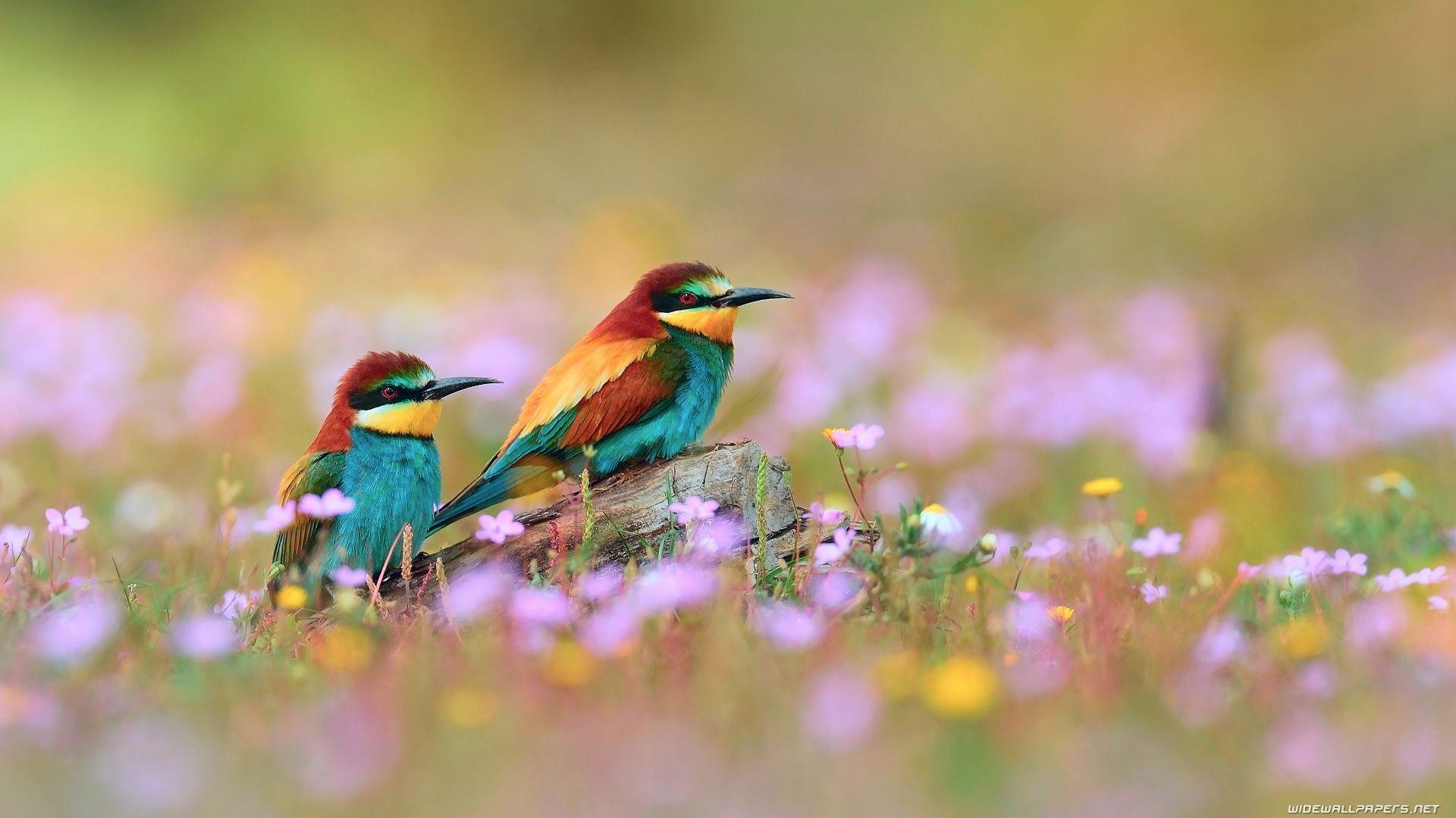 Zwei Vögel, Makro, Schön, Hintergrund, HD, 1920x1080 Full HD Desktop