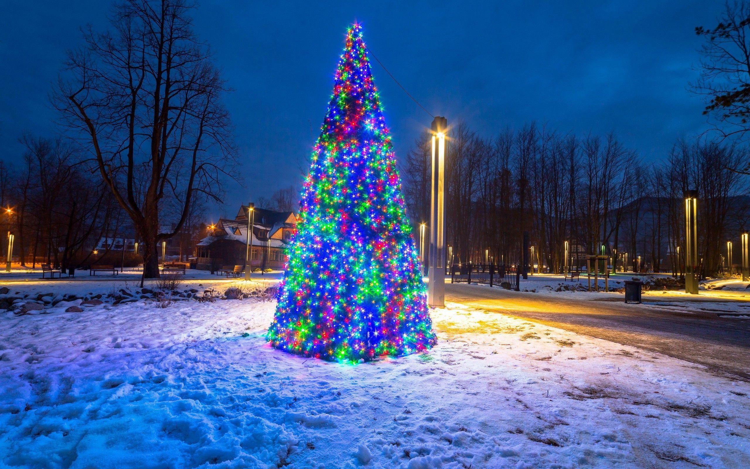 Weihnachtslichter, Natur, Tannenbaum, Winter, Schnee, 2560x1600 HD Desktop