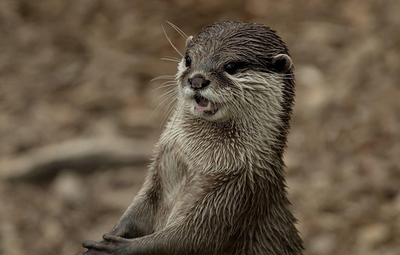 Otter, Tiere, Schnauze, Landschaft, Hintergrund, 1340x850 HD Desktop