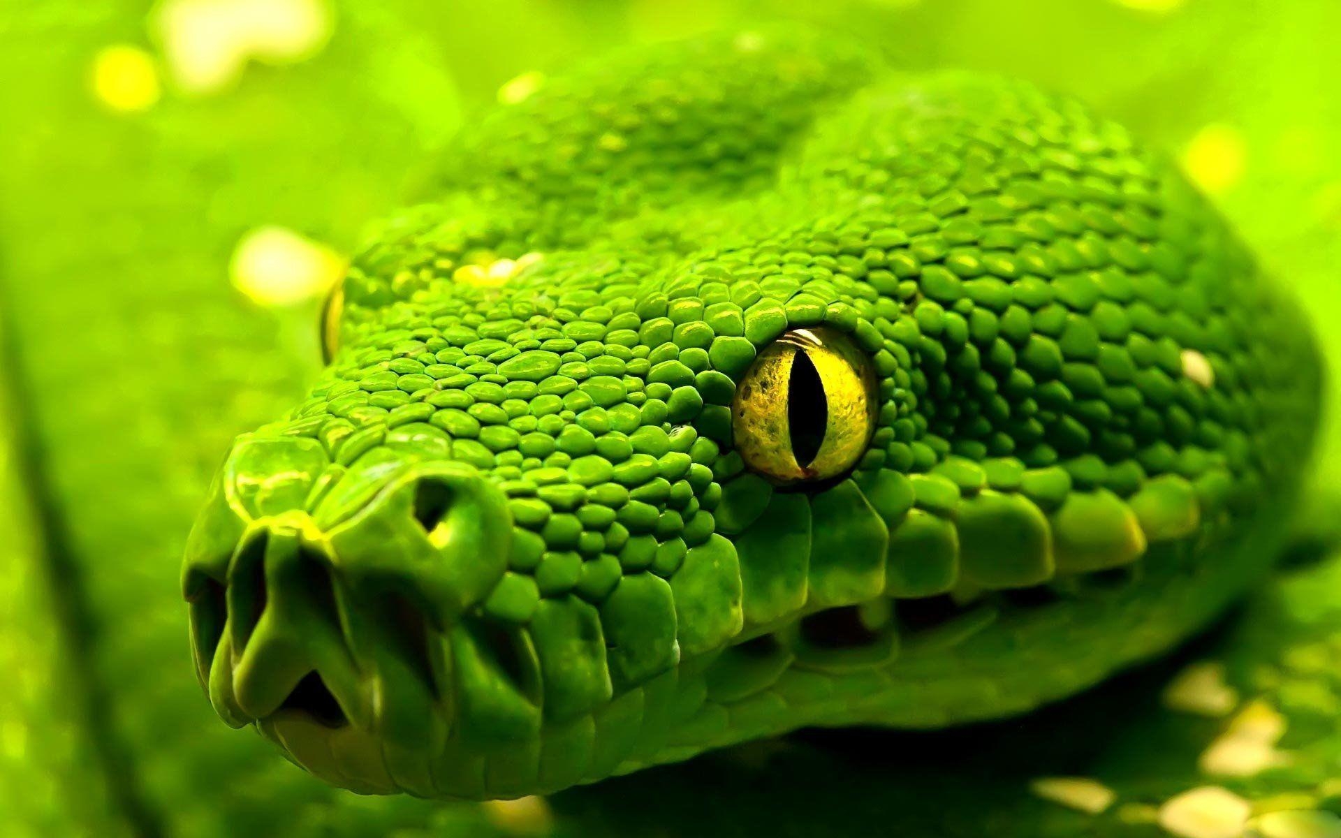 Schlange, Tiere, HD Hintergrund, Bild, Reptilien, 1920x1200 HD Desktop