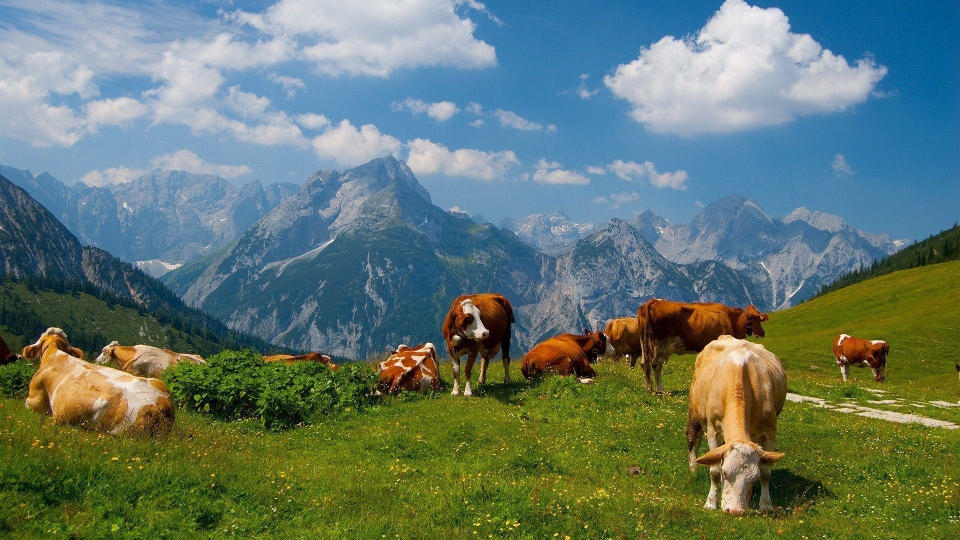 Bauernhof, Häuser, Landwirtschaft, Ländliches Leben, 1920x1080 Full HD Desktop