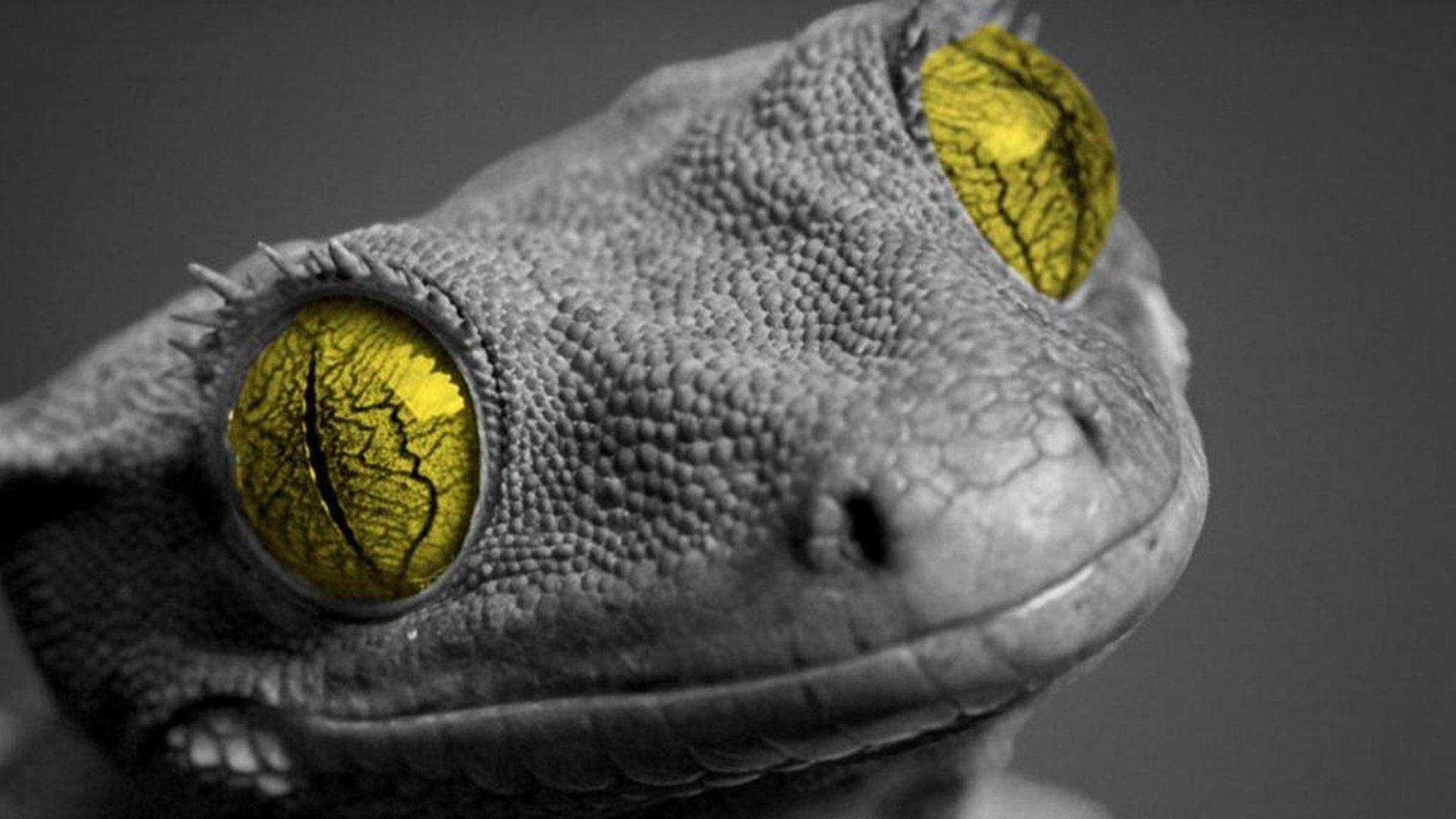 Gecko Full HD 1080p Hintergrund, 1920x1080 Full HD Desktop