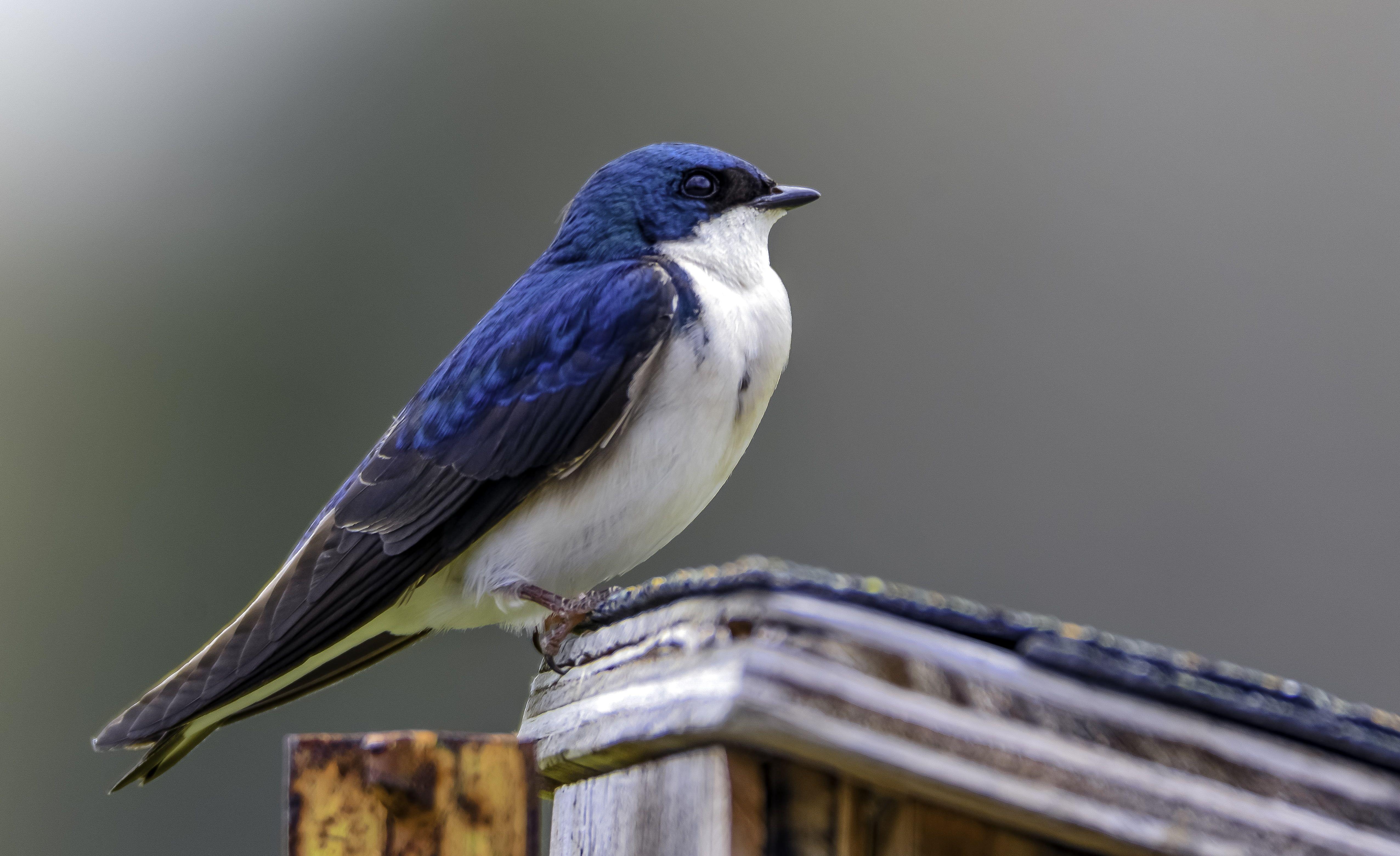 Blauer Vogel, Weiß, Baum, Schwalbe, HD, 5110x3120 4K Desktop