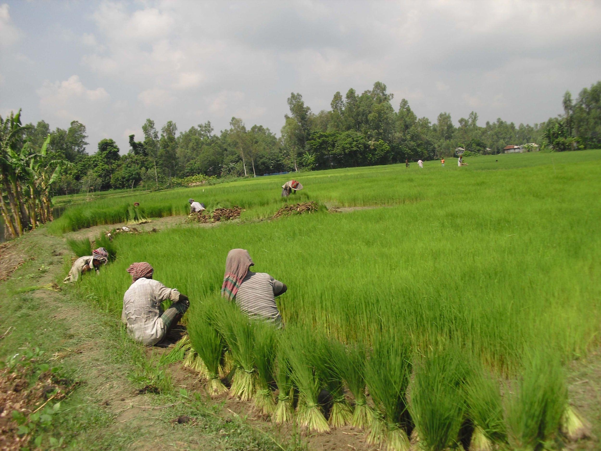 Bangladesch, Reisen, Landschaften, Kultur, Südostasien, 2500x1880 HD Desktop