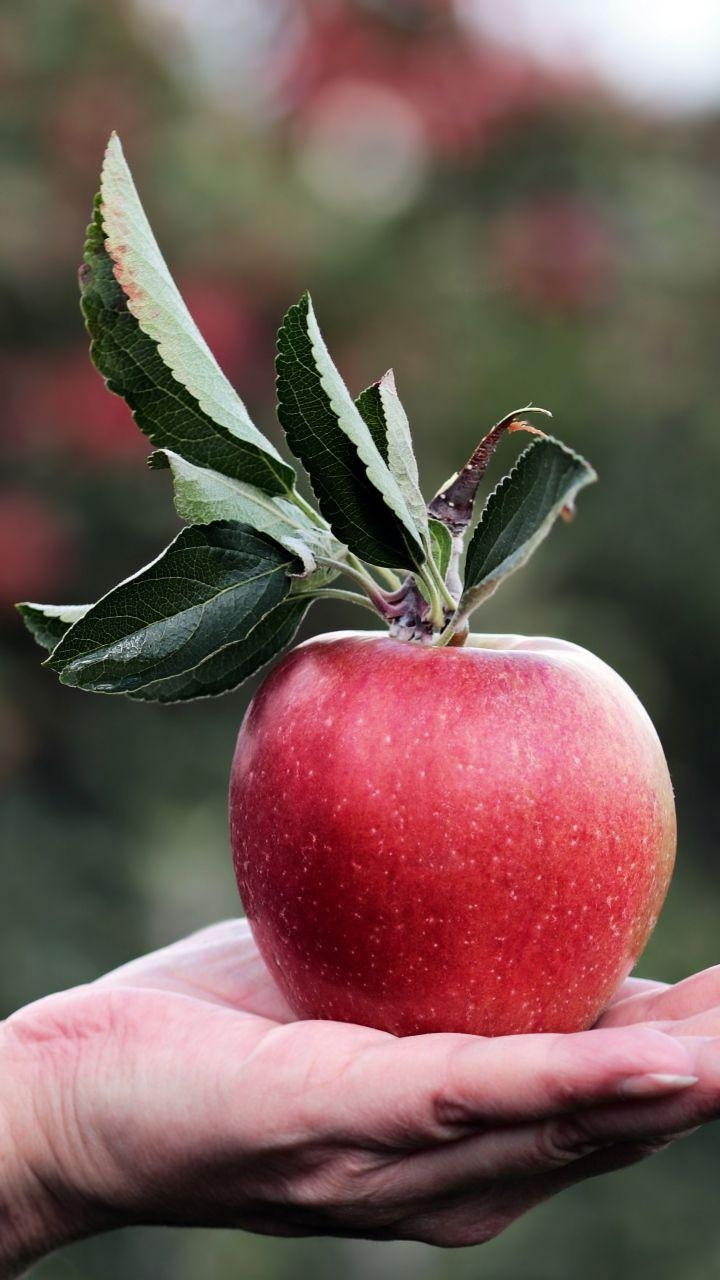 Apfel in der Hand, Frucht, Lebensmittel, Nahaufnahme, Ernte, 720x1280 HD Handy