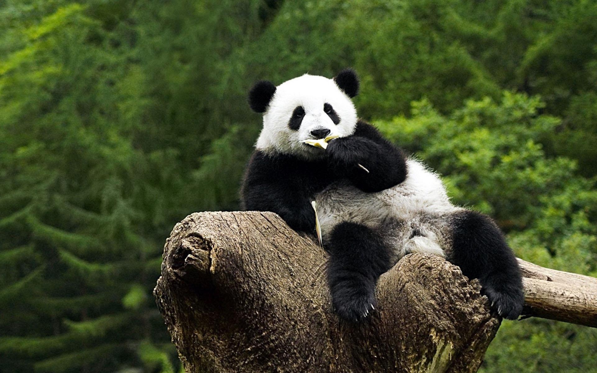 Panda, HD, Hintergrund, Tierwelt, Panda-Bär, 1920x1200 HD Desktop