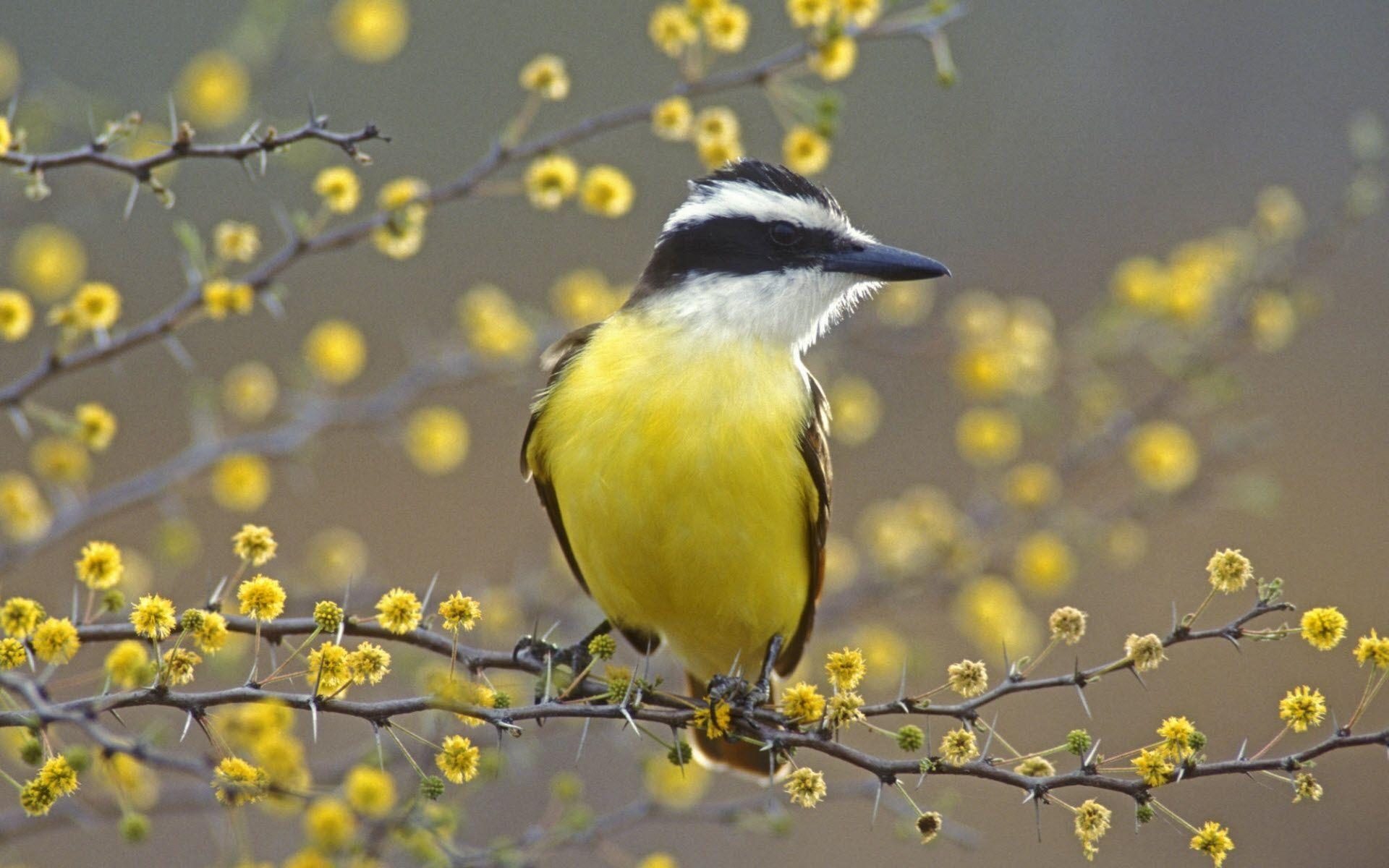 Farbenfrohe Vögel, lebendiger Hintergrund, Tierfotos, HD, Download, 1920x1200 HD Desktop