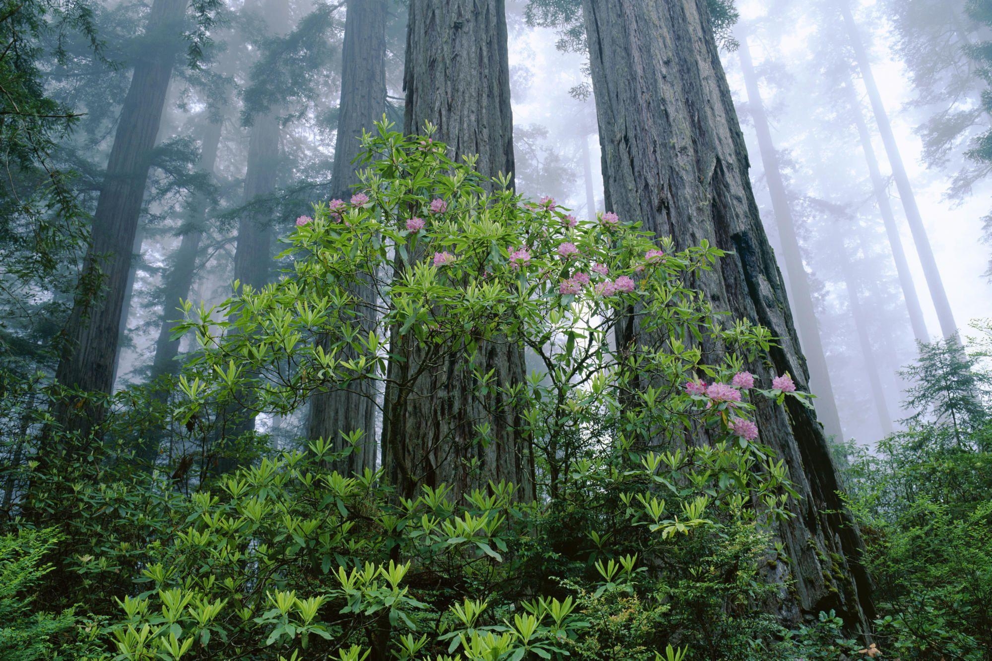 Wald, Redwood, Kalifornien, USA, Natur, 2000x1340 HD Desktop