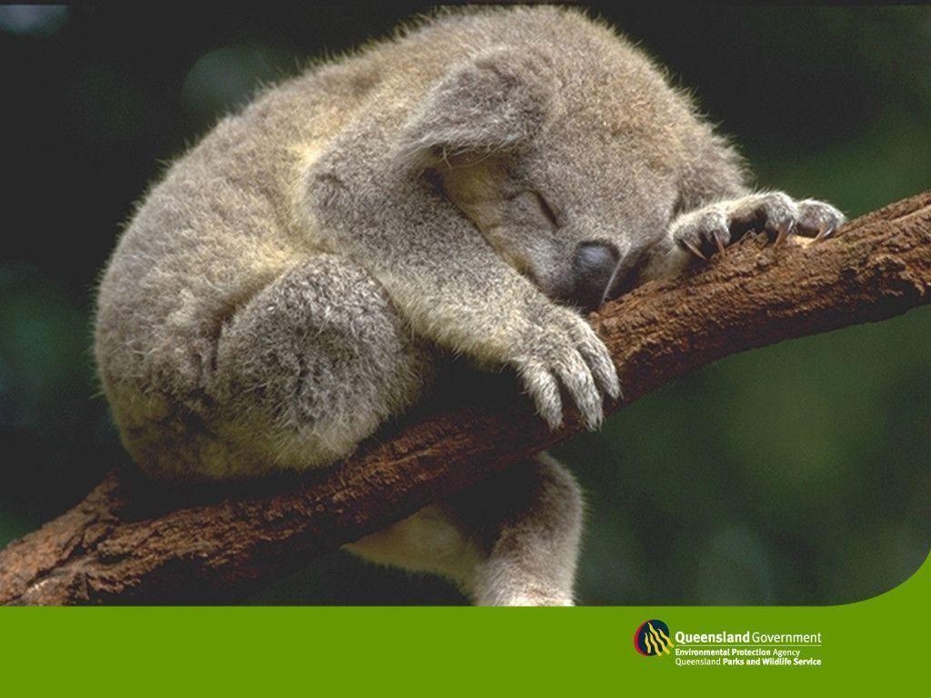 Koala, HD, Hintergrund, Niedliche Tiere, Australien, 1030x770 HD Desktop