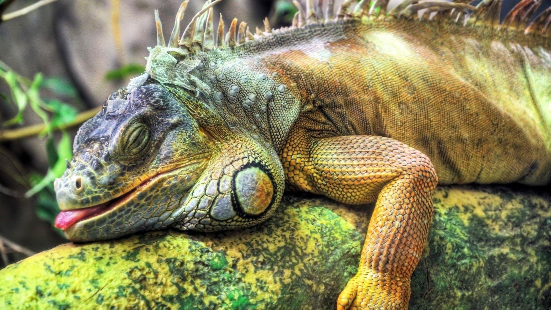 Iguana, Reptilien, Echse, Natur, Tiere, 1920x1080 Full HD Desktop