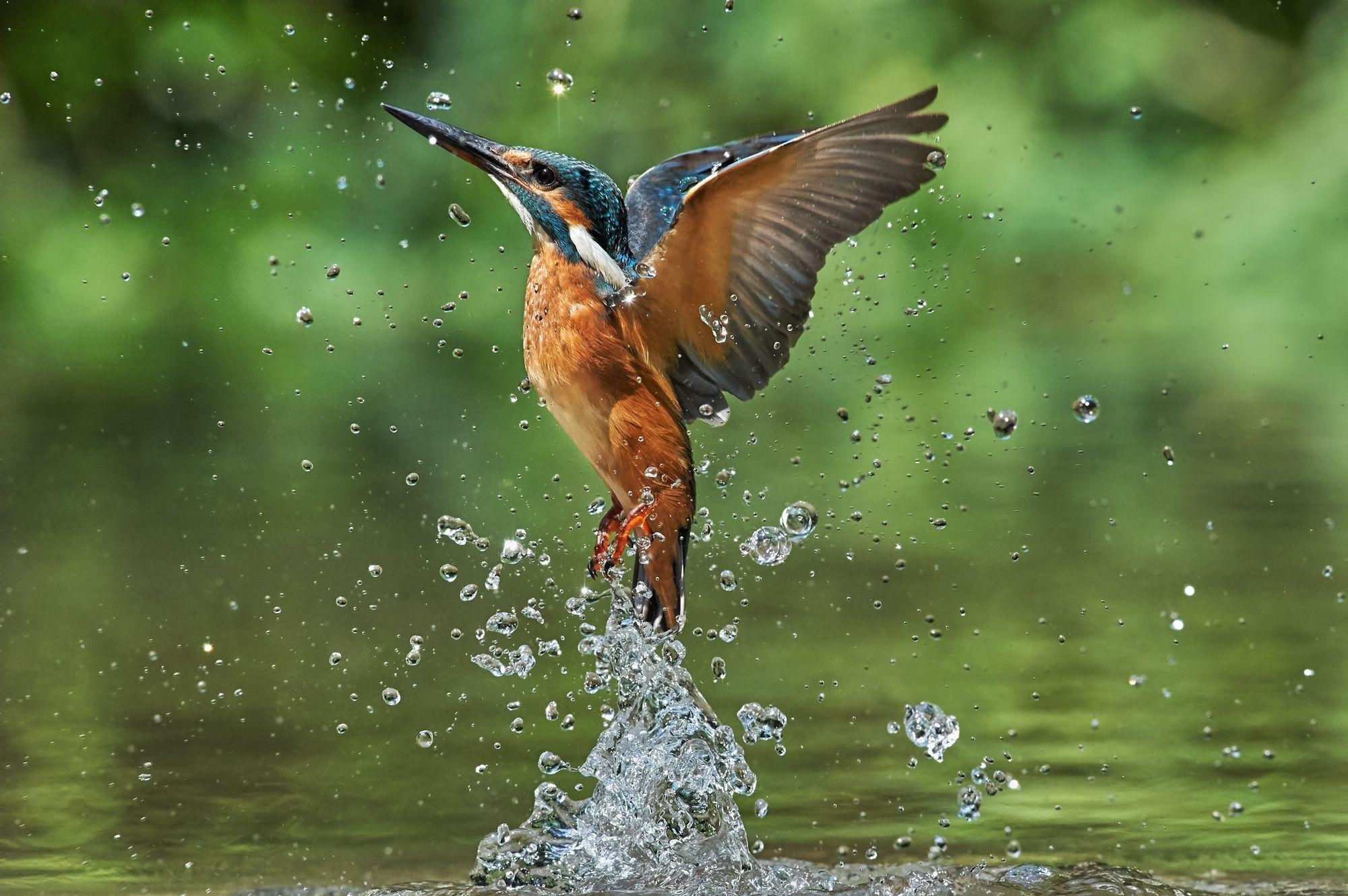 Eisvogel, Tierwelt, Vögel, Jeseritz, Tieraufnahmen, 2000x1340 HD Desktop