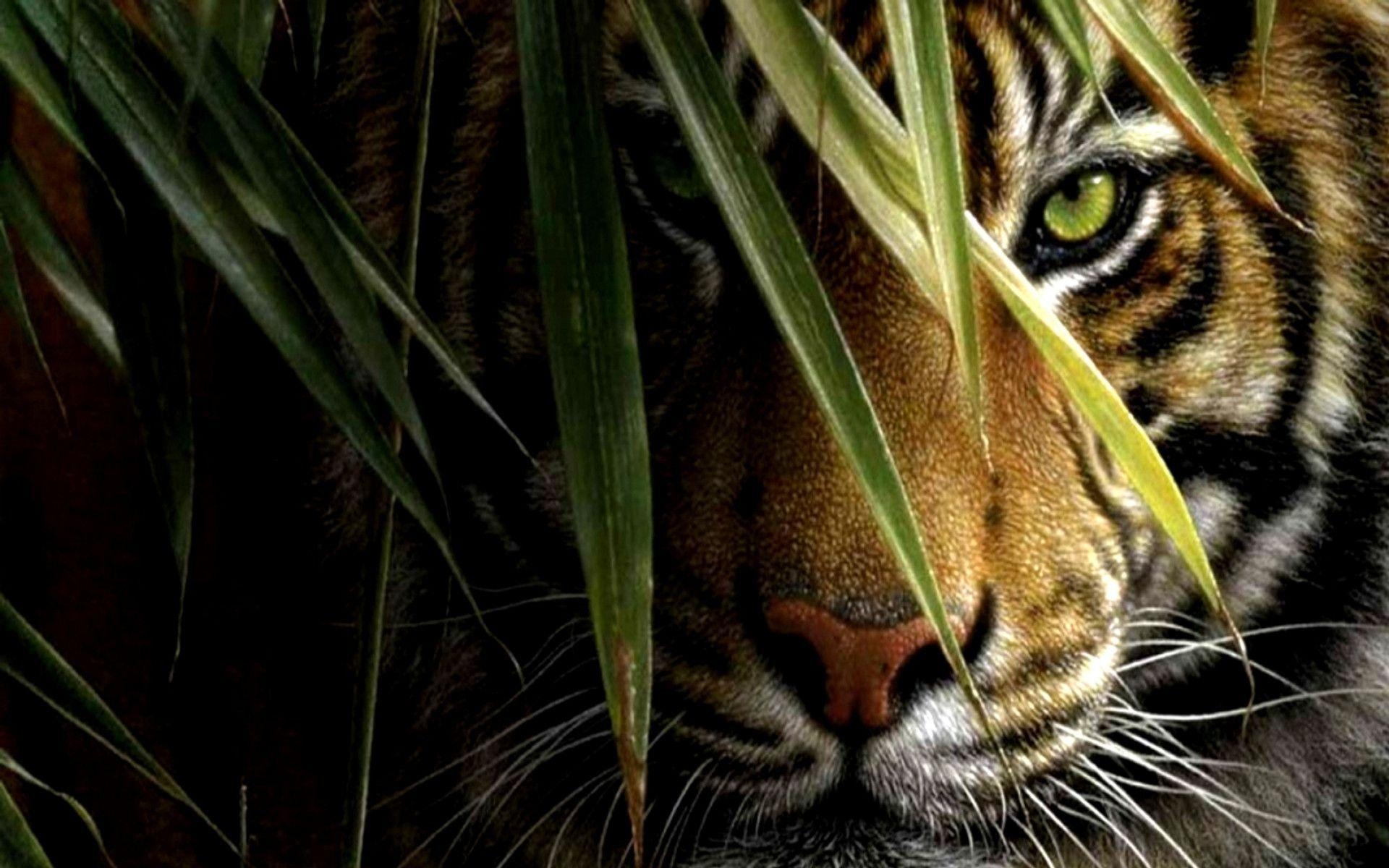 Tiger, HD Bild, Tierwelt, Hintergrund, Natur, 1920x1200 HD Desktop