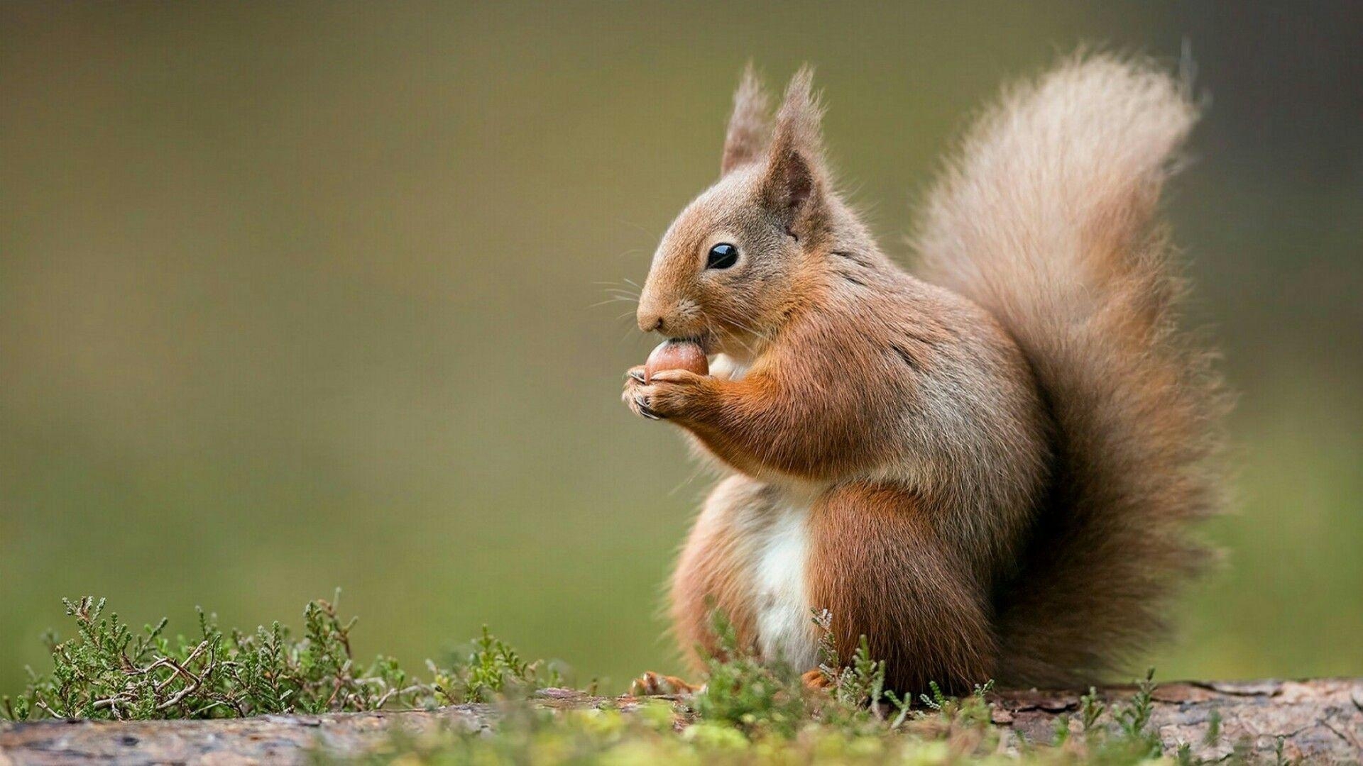 Eichhörnchen, Hintergrund, Tiere, Wallpaper, 1920x1080 Full HD Desktop