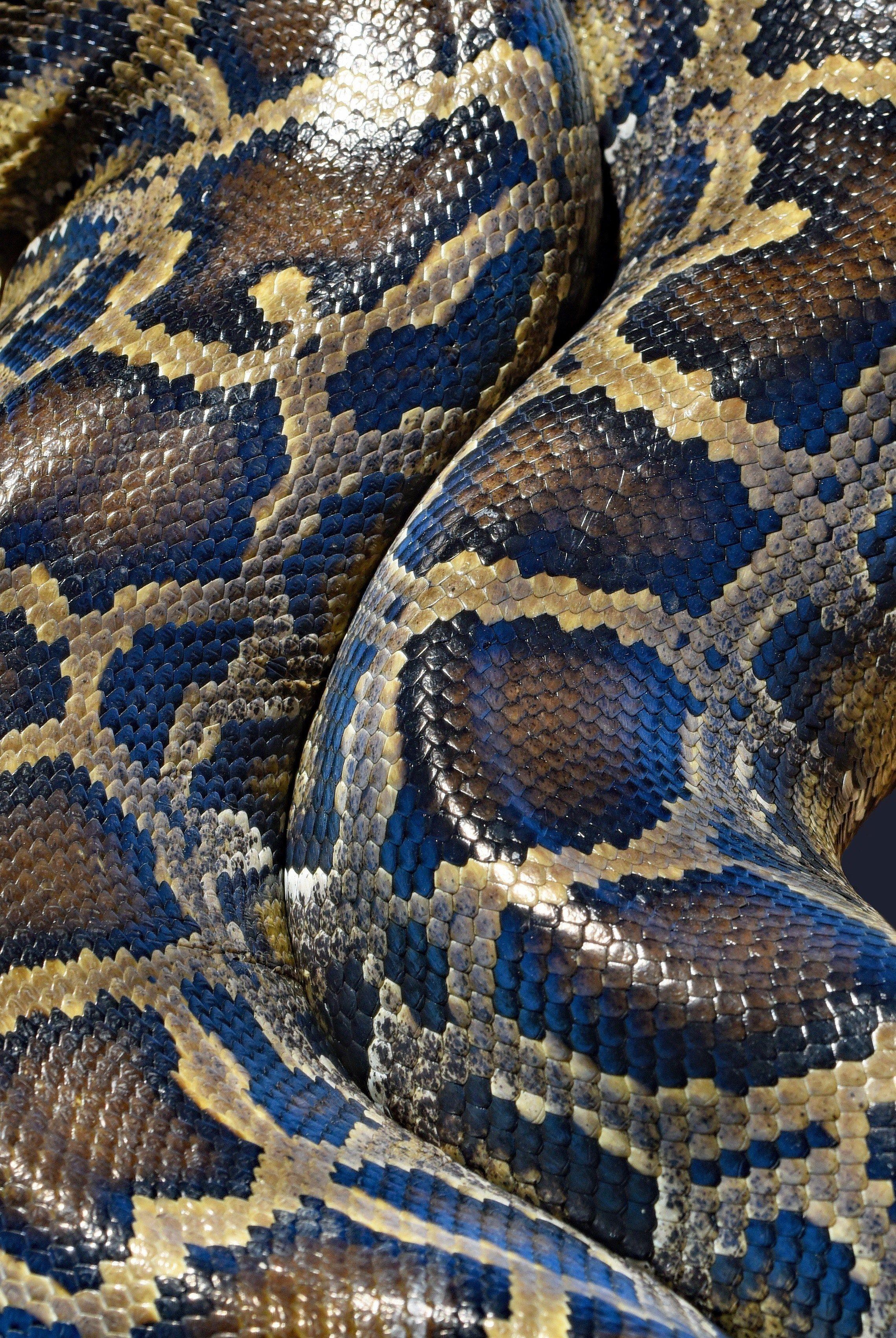 Burmesischer Python, 4K, Tier, Bild, Hintergrund, 2280x3410 HD Handy