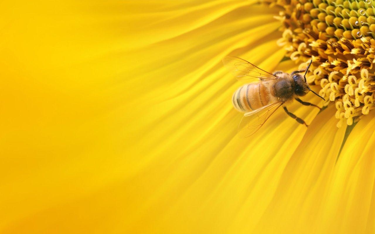 Biene, 800, Hintergrund, Insekten, Natur, 1280x800 HD Desktop