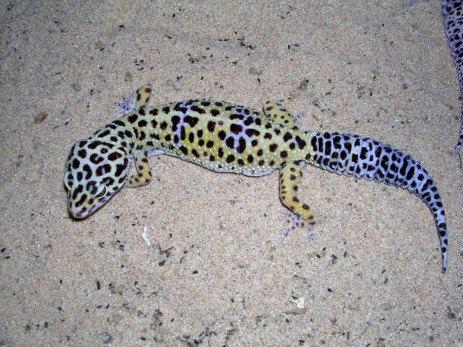 Gecko, Kostenlose Wallpaper, Exotisch, Tiere, Hintergrund, 1600x1200 HD Desktop