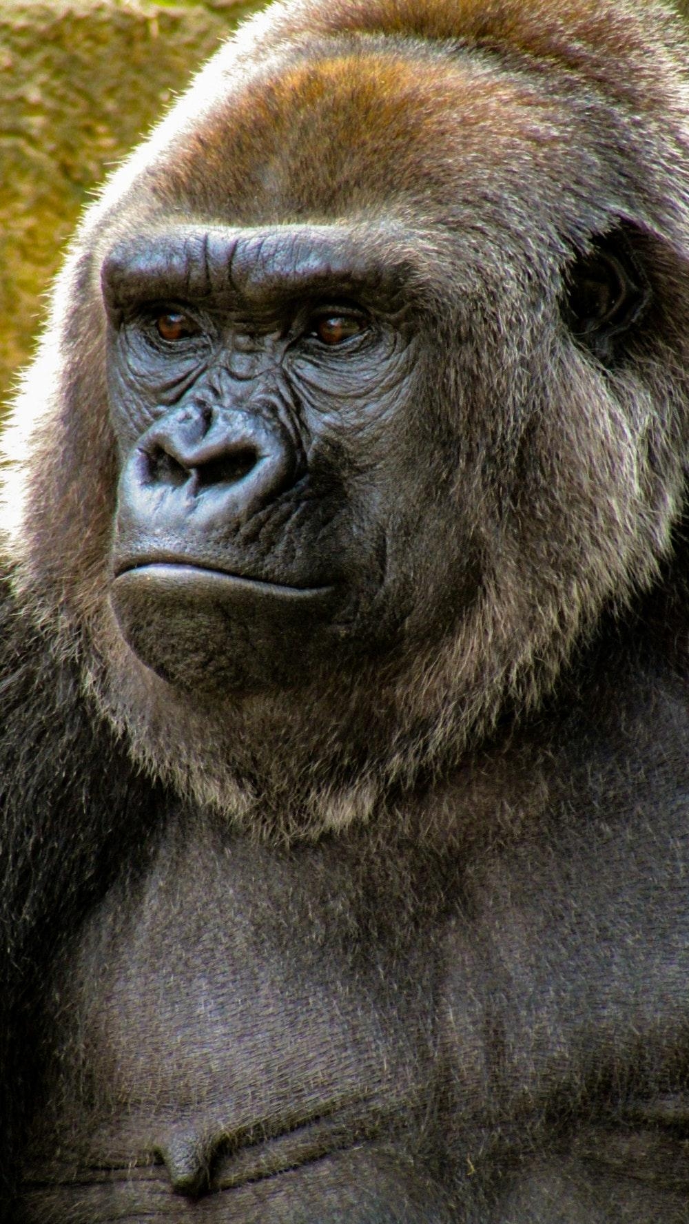 Gorilla, Bild, Download, kostenlos, Tier, 1000x1780 HD Handy