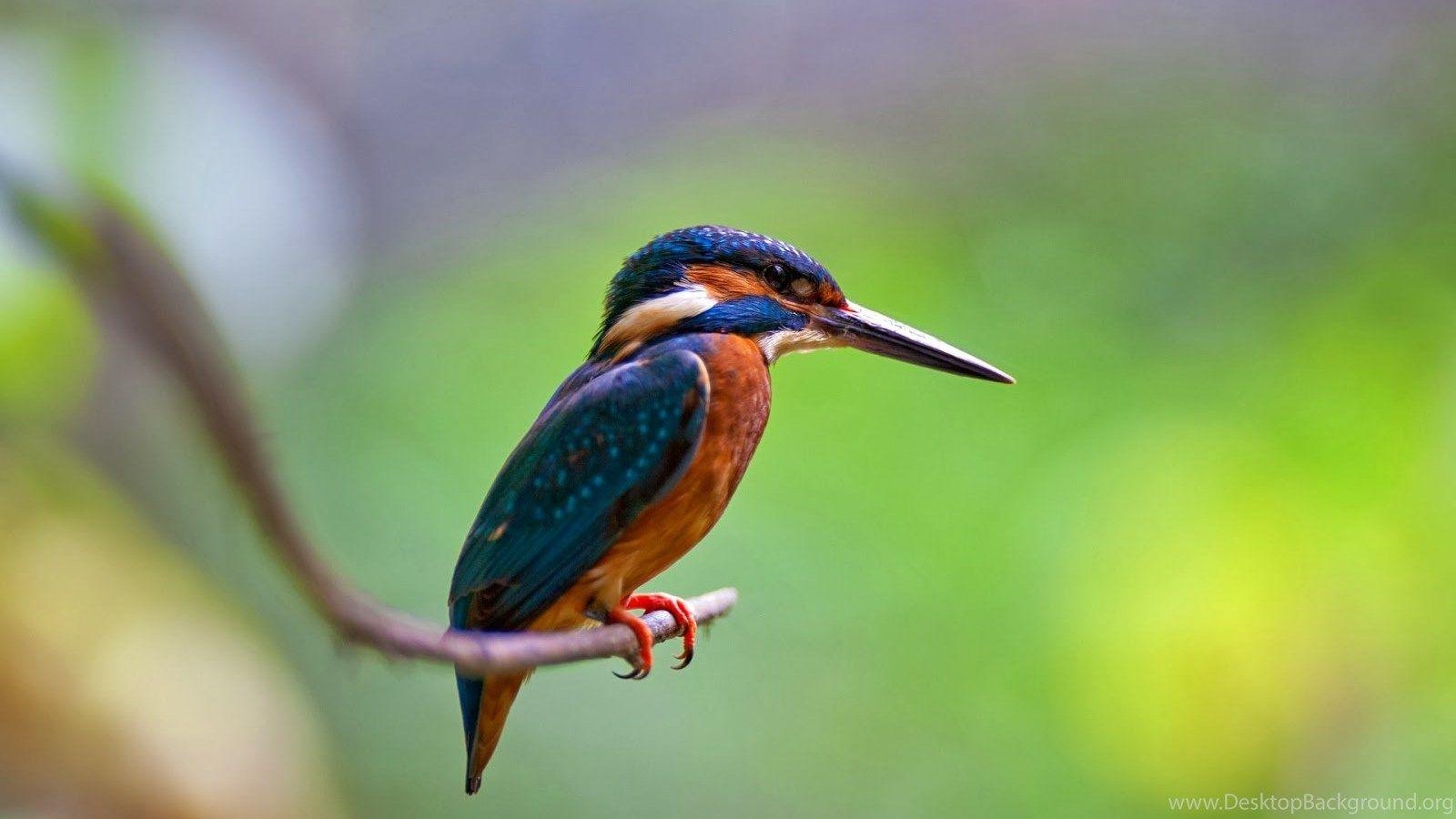 Eisvogel, Vogelspezies, Natur, Tier, Schönheit, 1600x900 HD Desktop