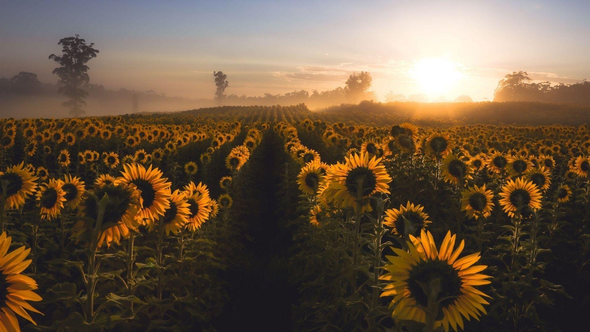 Schöner Sonnenaufgang, HD, Hintergrund, Natur, Landschaft, 1920x1080 Full HD Desktop