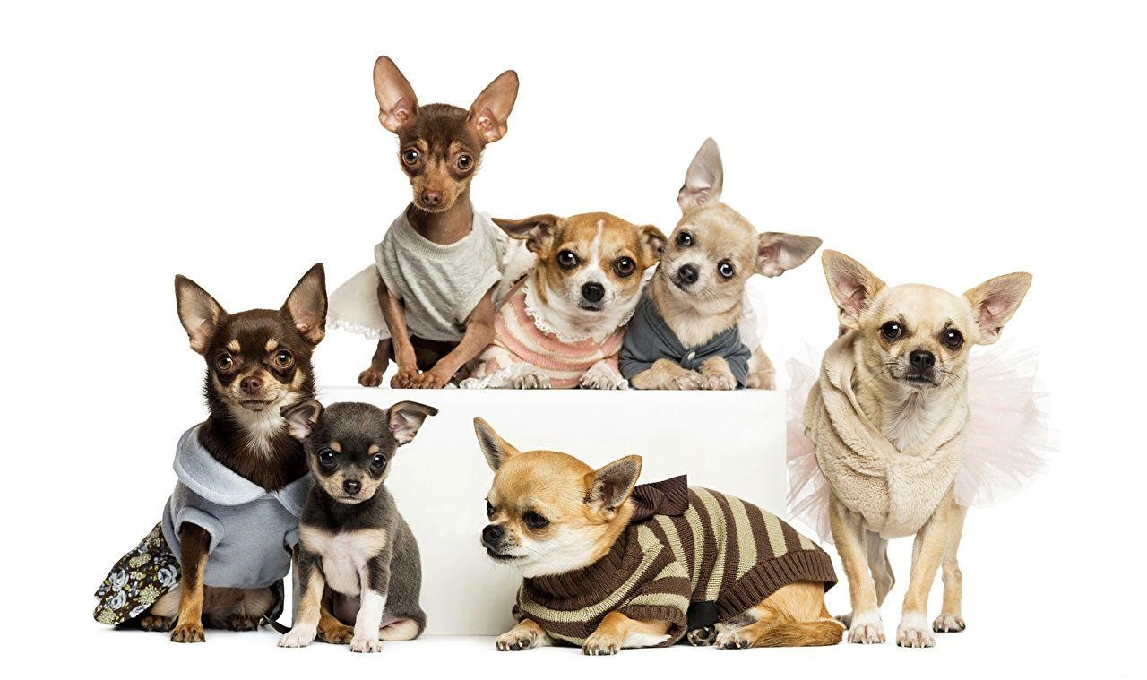 Chihuahua, Russkiy Toy, viele Tiere, Bild, Hintergrund, 1280x760 HD Desktop