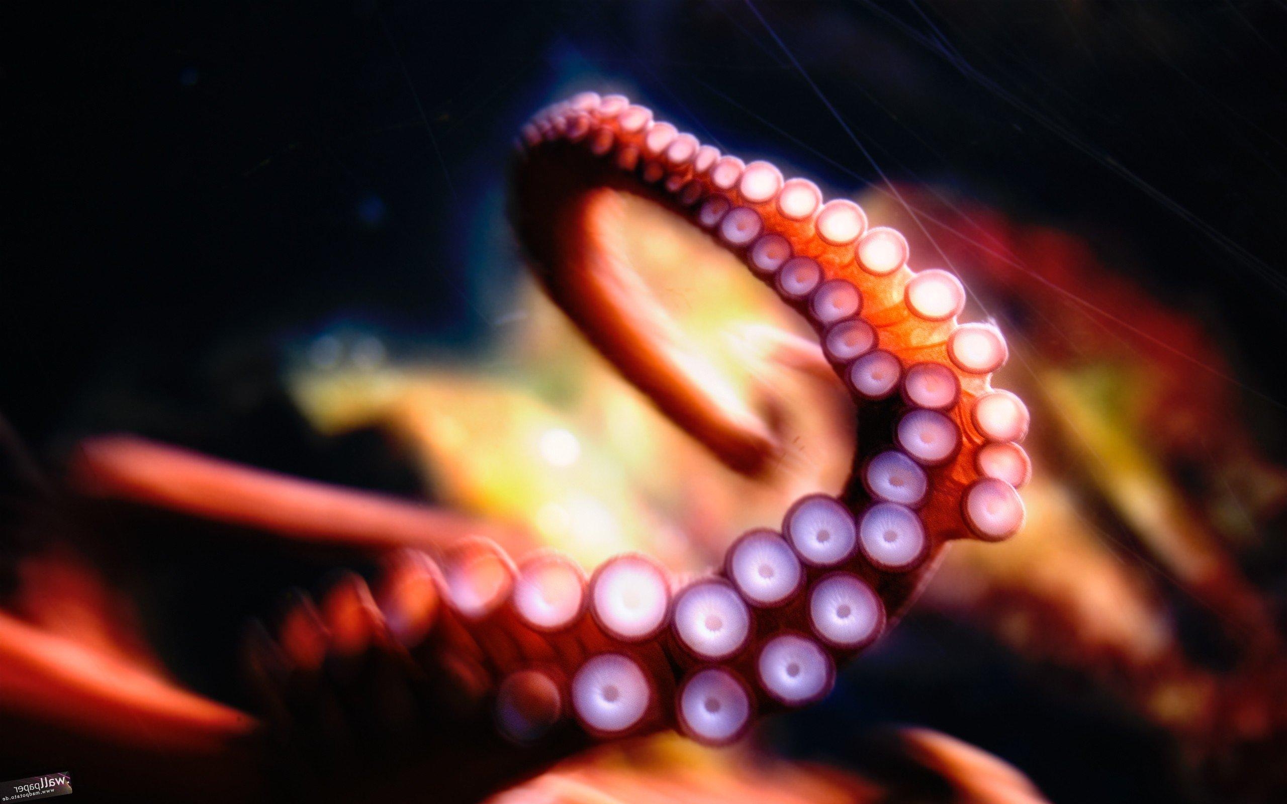 Oktopus, Kreativ, 4K, HD, Hintergrund, 2560x1600 HD Desktop