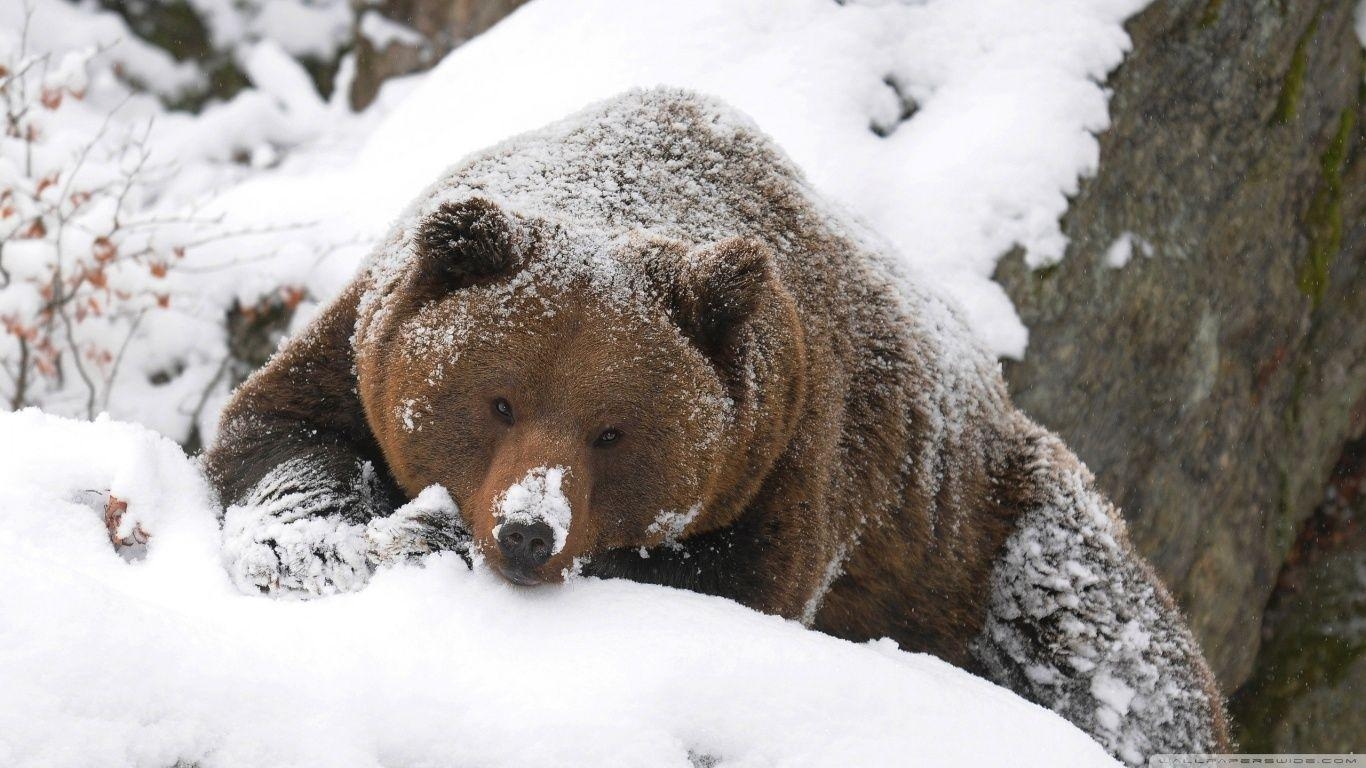 Grizzlybär, Tiere, Desktop, Braunbär, Hintergrund, 1370x770 HD Desktop