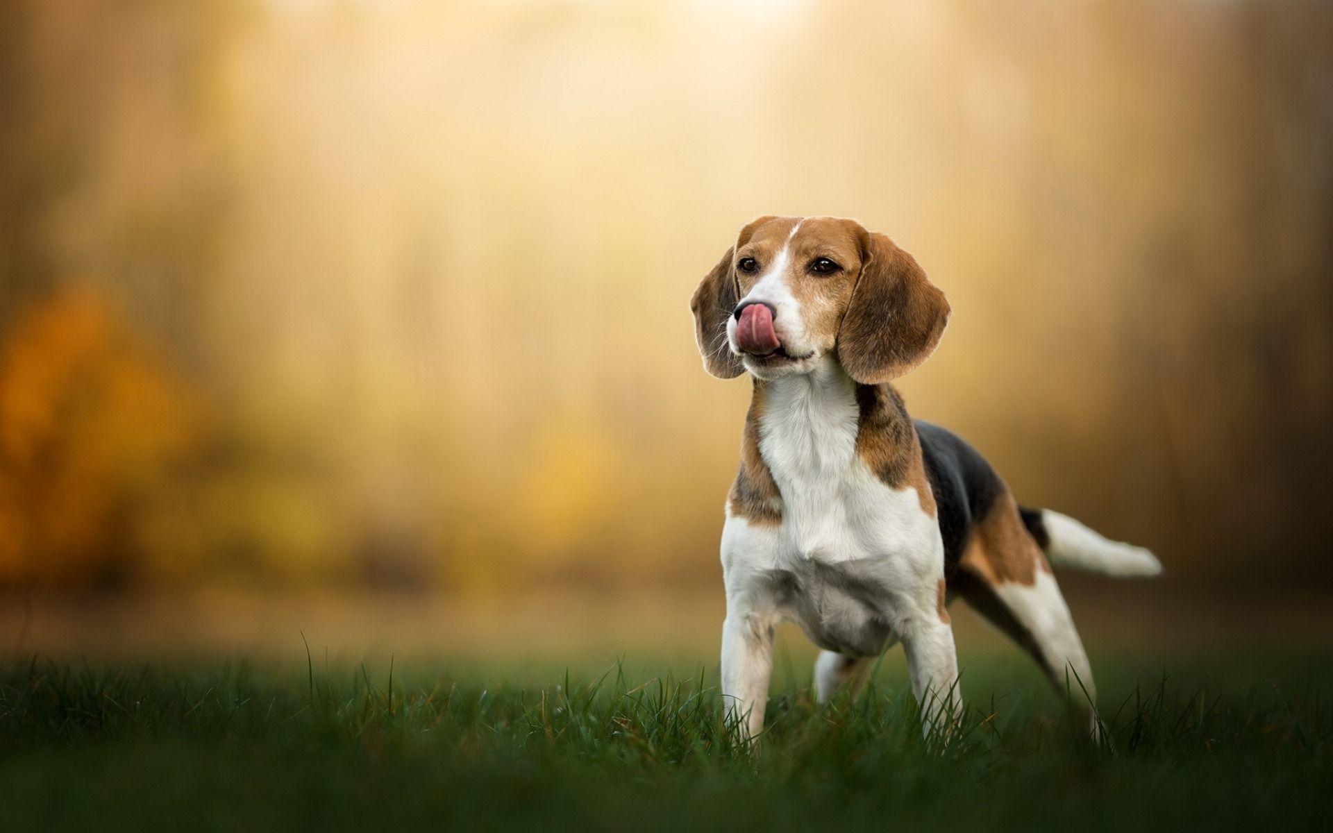 Beagle Hunde, Zunge, Gras, Fotografie, Bild, 1920x1200 HD Desktop