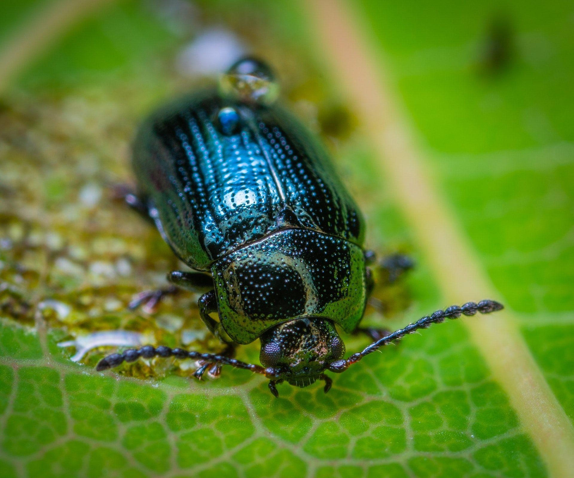 Käfer, Insekt, HD, Bild, Download, 1920x1600 HD Desktop