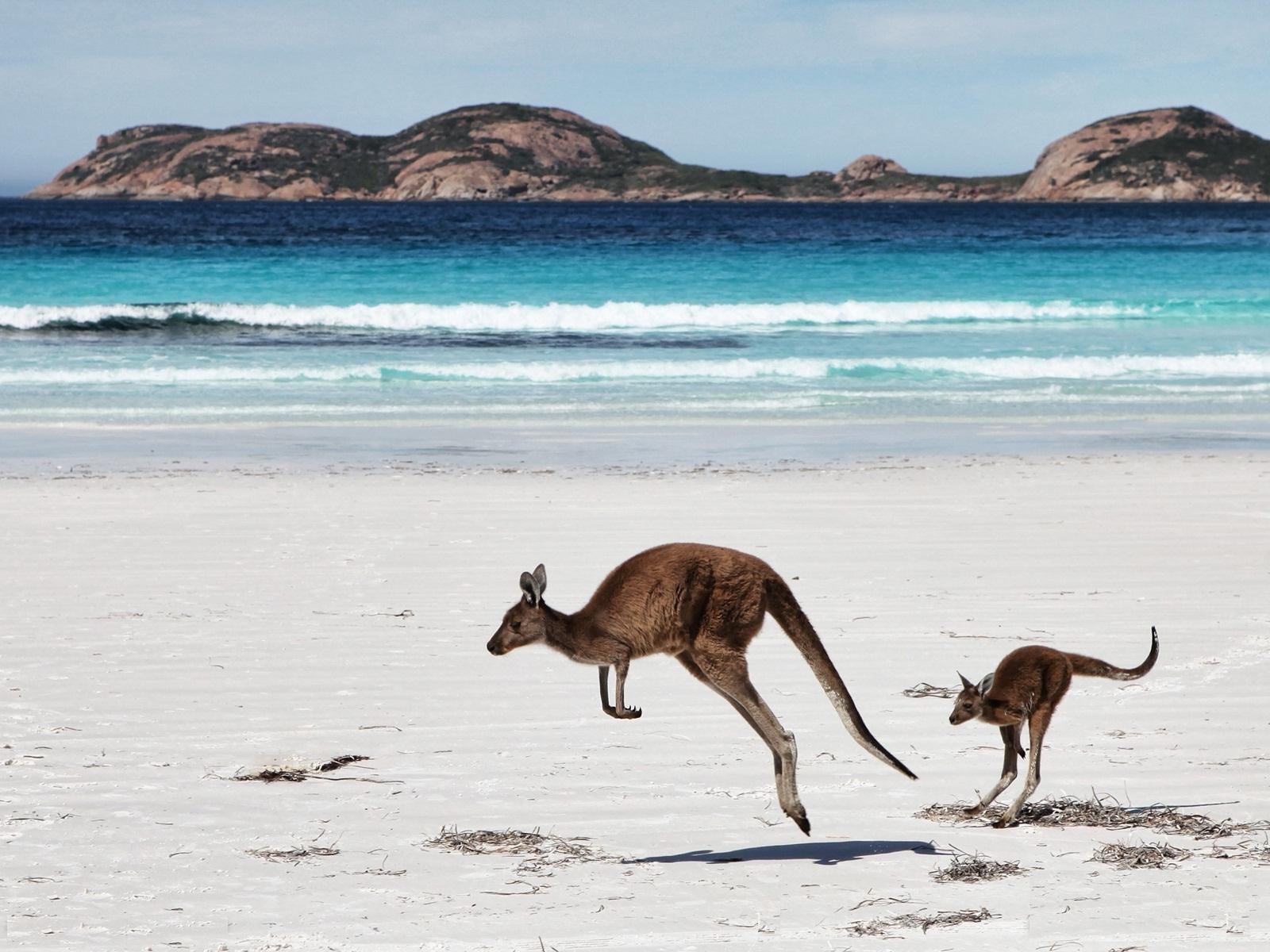 Känguru, Tier, Australien, Bild, Ursprung, 1600x1200 HD Desktop