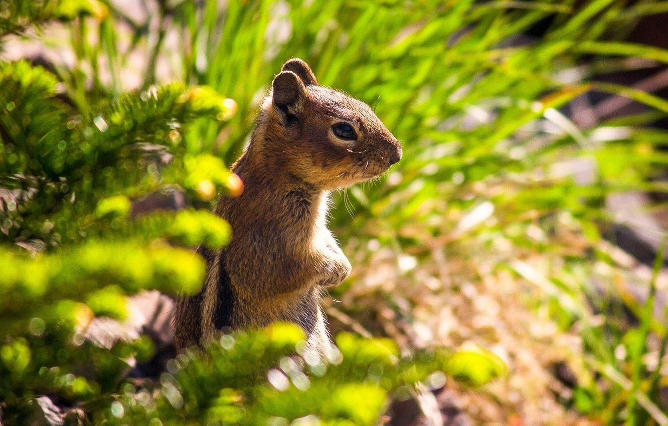 Chipmunk, Tierfreund, Standbild, Nagetier, Fotografie, 1340x850 HD Desktop