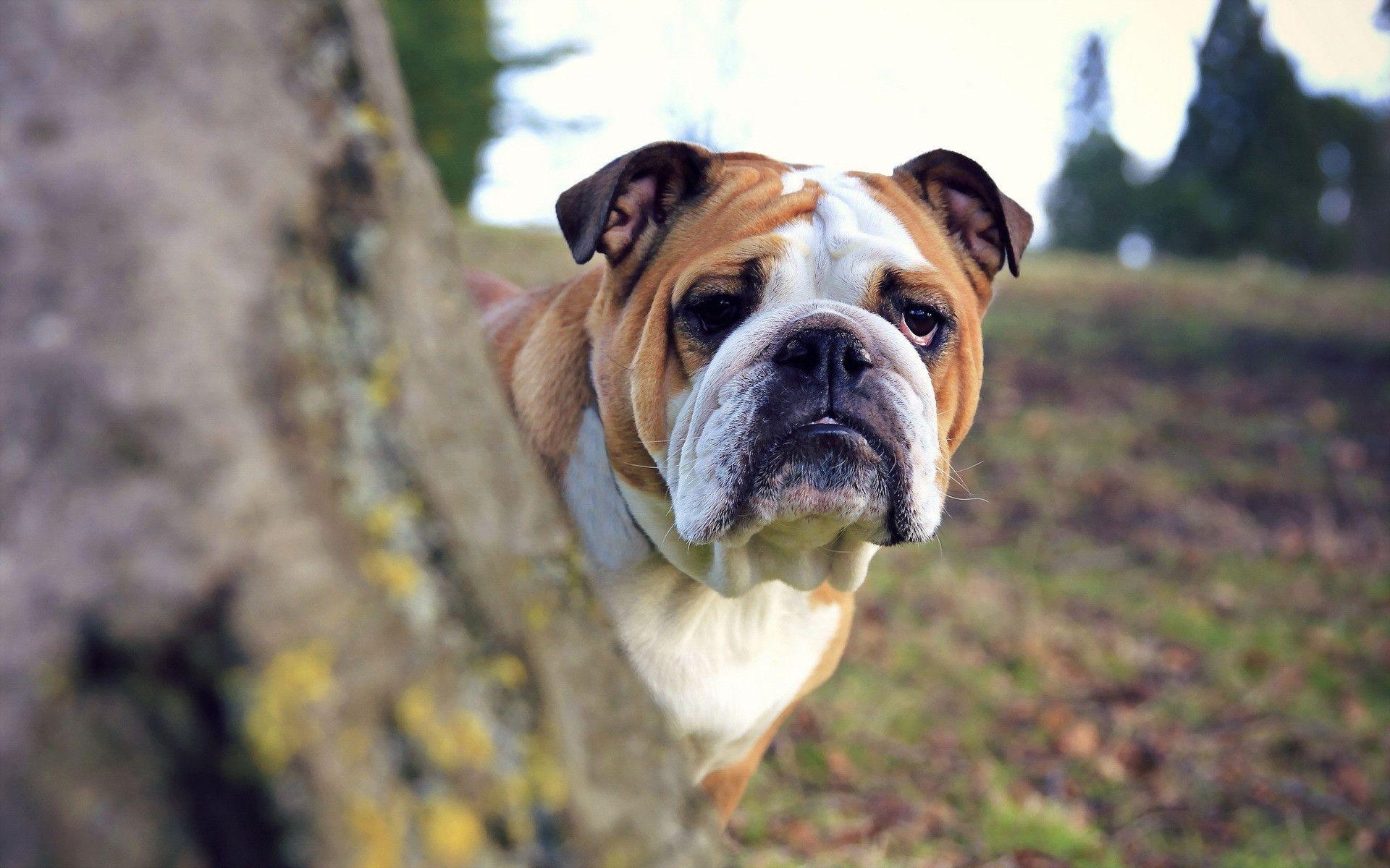 Bulldogge, Tiere, Bild, Hintergrund, PC, 1920x1200 HD Desktop