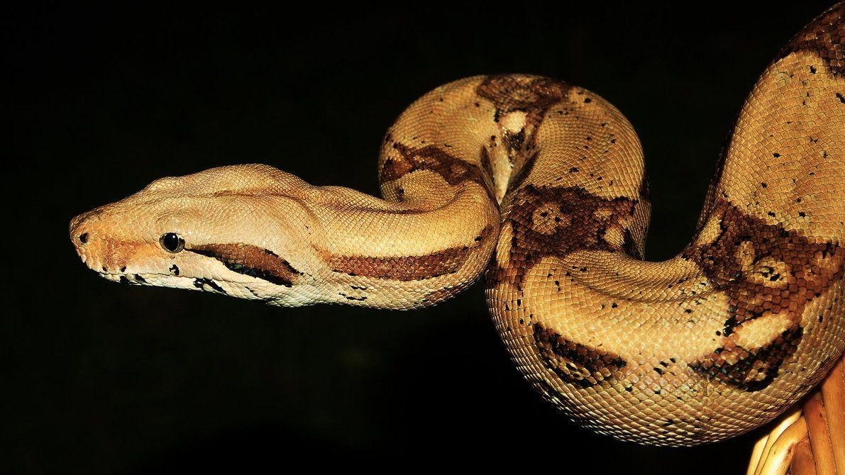 Freies Bild, Boa Constrictor, Reptilien, Tiere, Hintergrund, 1200x670 HD Desktop