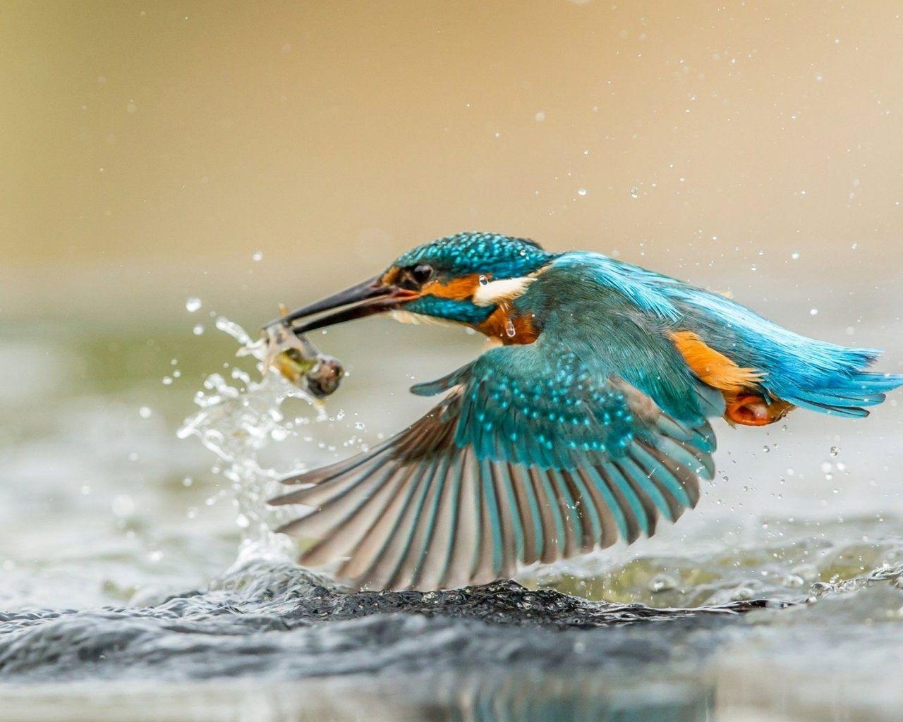 Eisvogel, gefangener Fisch, Jagd, Vogelbeobachtung, Natur, 1280x1030 HD Desktop