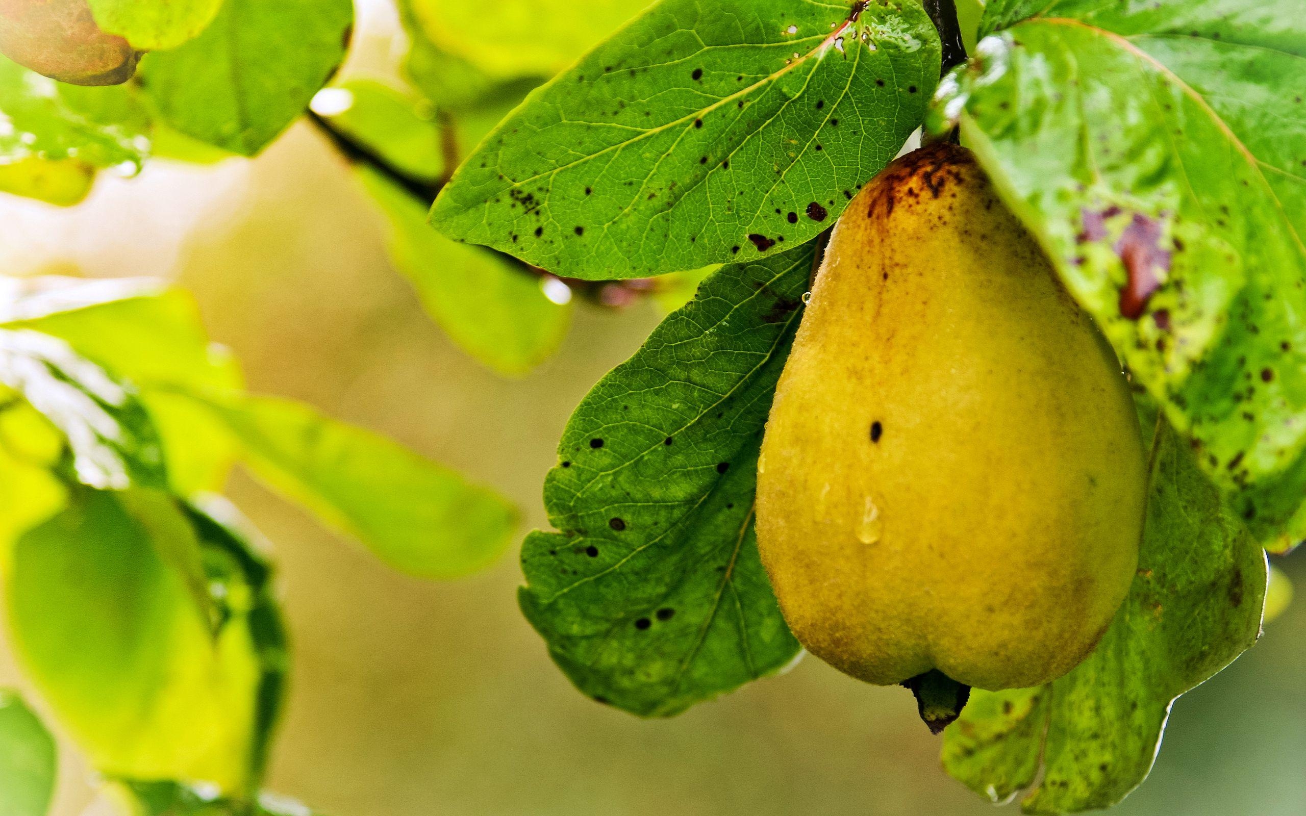 Birnendarstellung, Fruchtbild, HD, Fotografie, Hintergrund, 2560x1600 HD Desktop