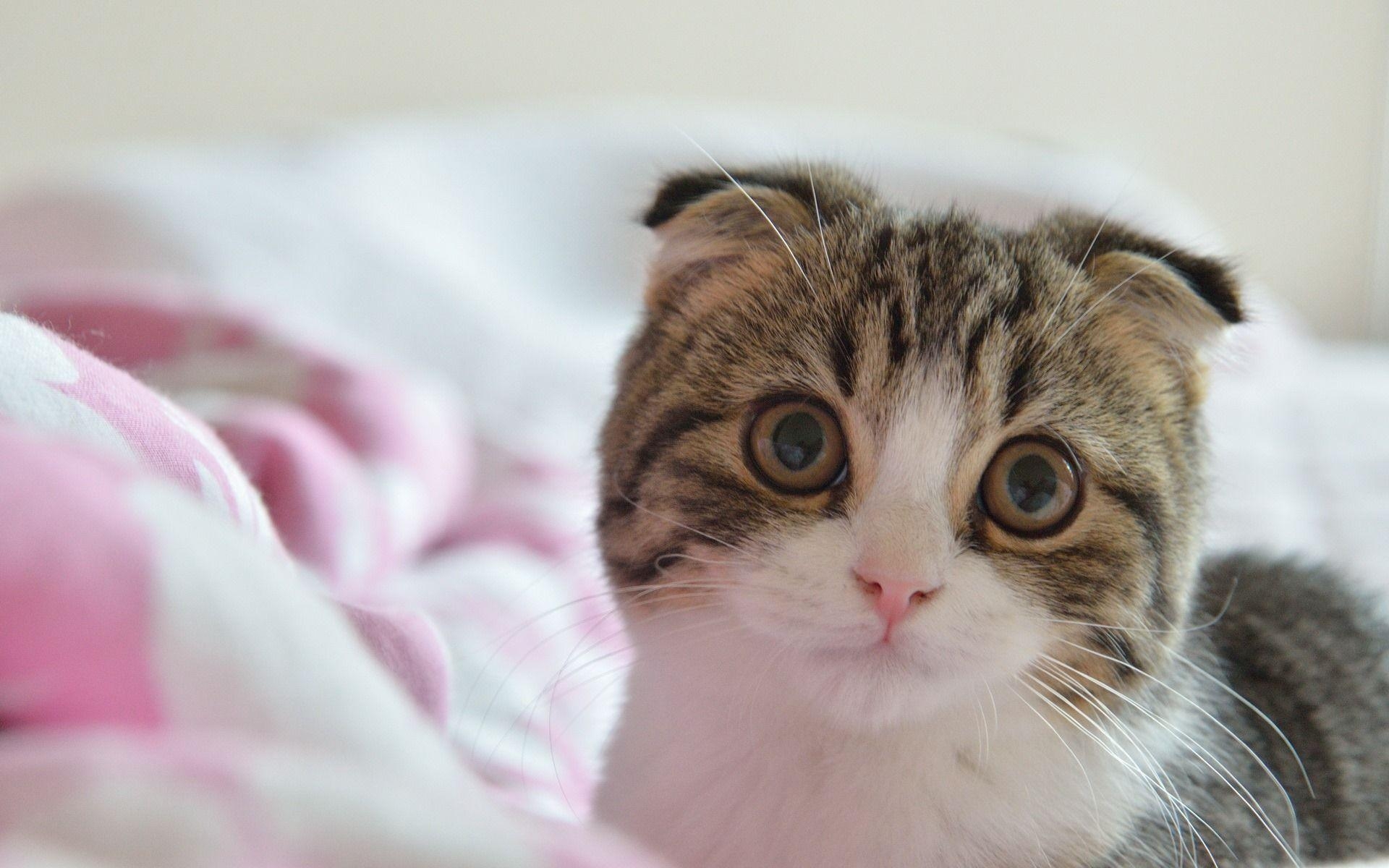 Niedliche Haustiere, Scottish Fold, Katze, HD, Hintergrund, 1920x1200 HD Desktop