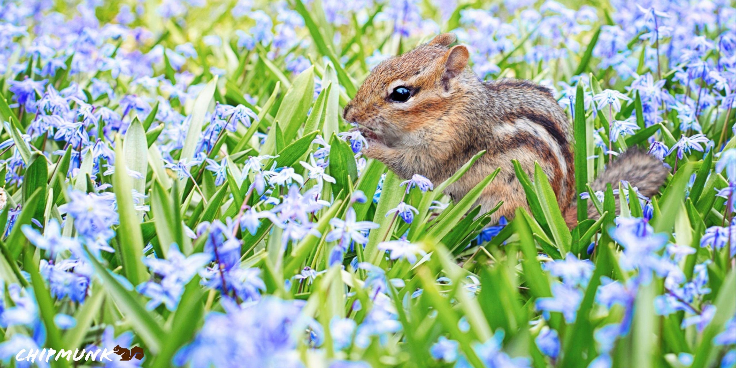 Chipmunk, HD, Aussehen, Hintergrund, Tier, 2560x1280 Dual Screen Desktop