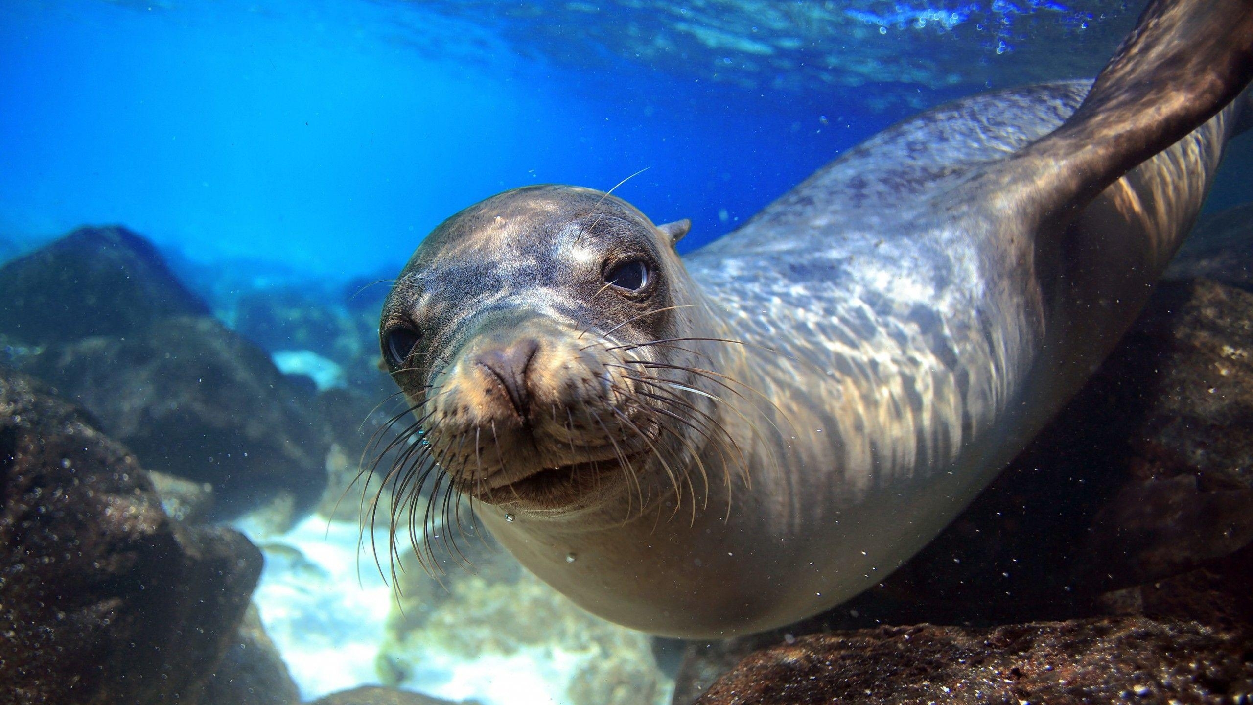 Seelöwe, Galapagos, Ecuador, Unterwasser, Nahaufnahme, 2560x1440 HD Desktop