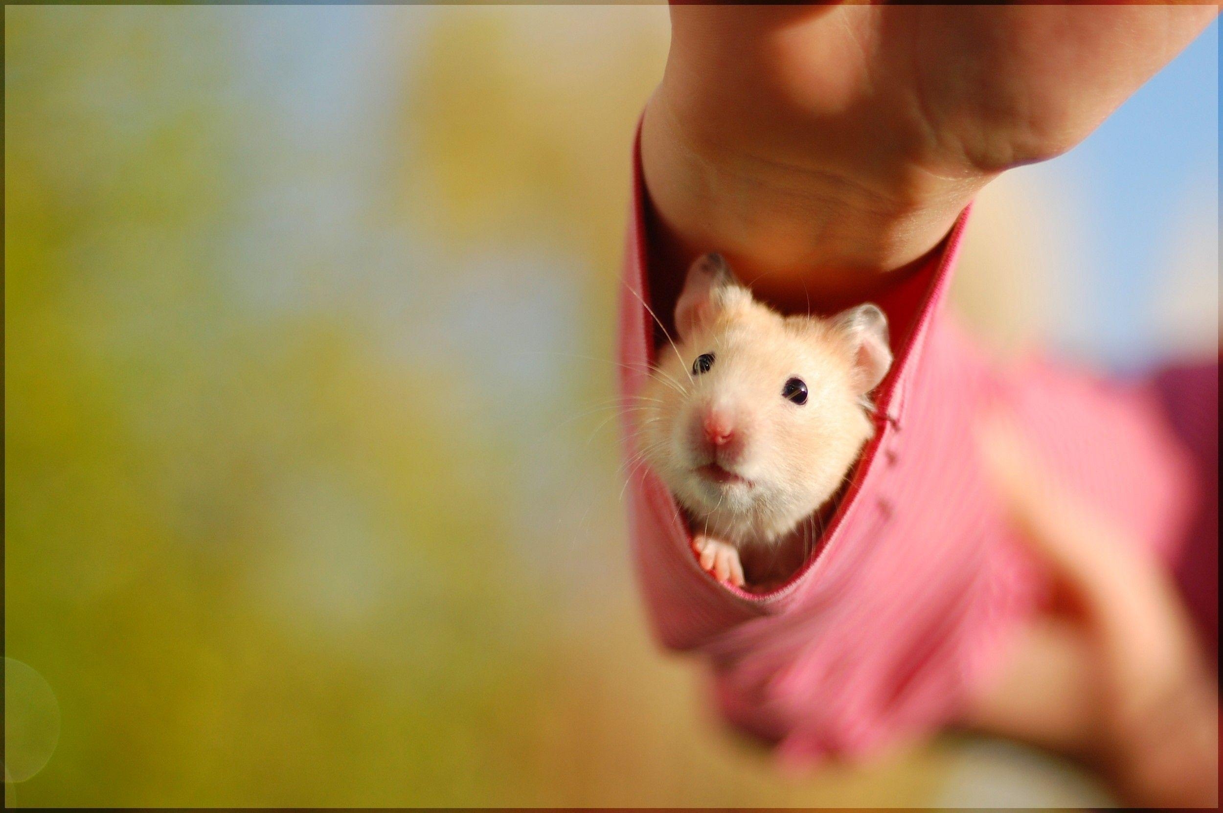 Niedlicher Hamster, Tiermotiv, Hintergrundbild, Süße Tiere, Wallpaper, 2500x1670 HD Desktop