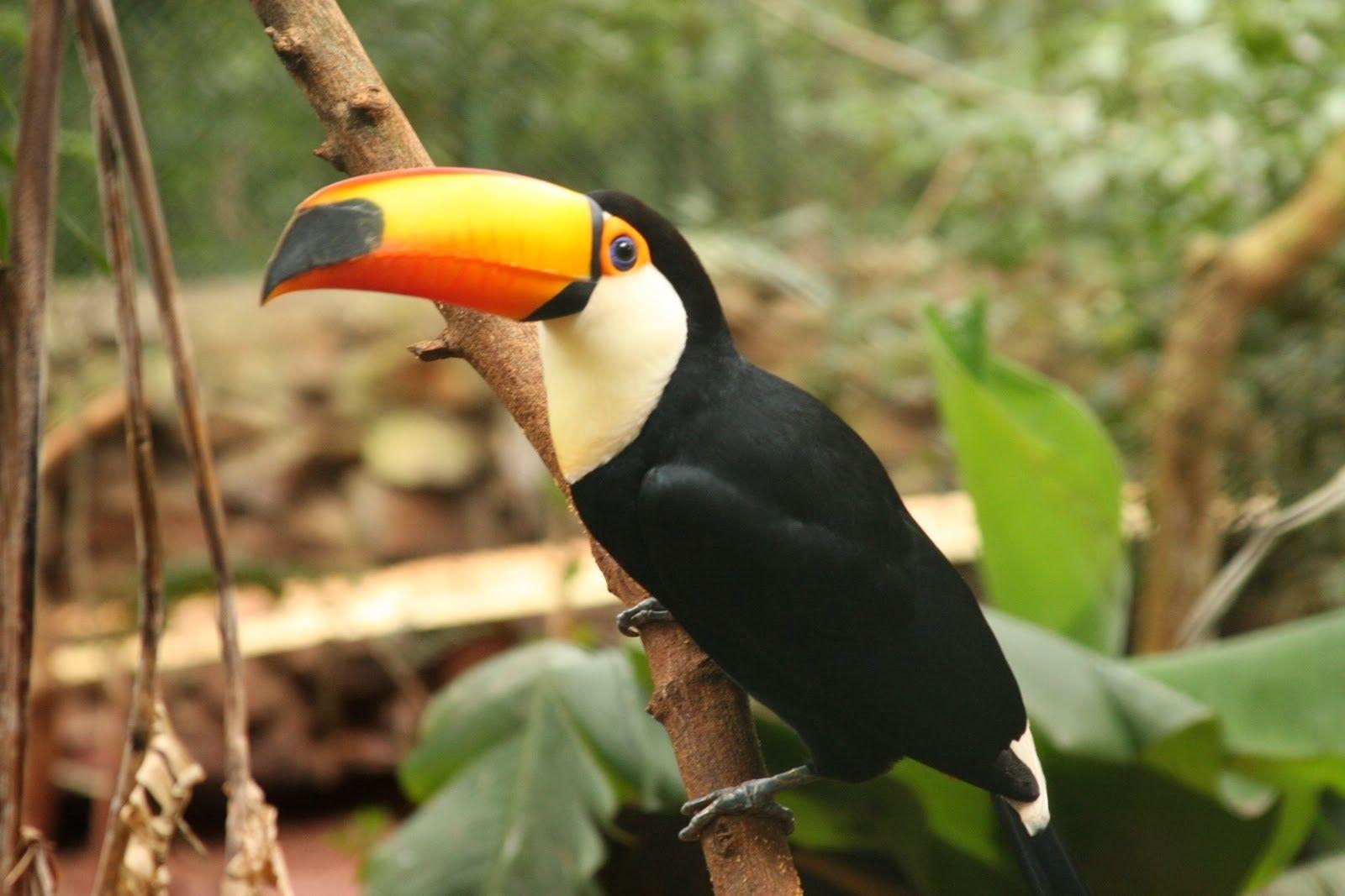 Toco Tukan, Bildschönheit, Vogelwelt, 1600x1070 HD Desktop