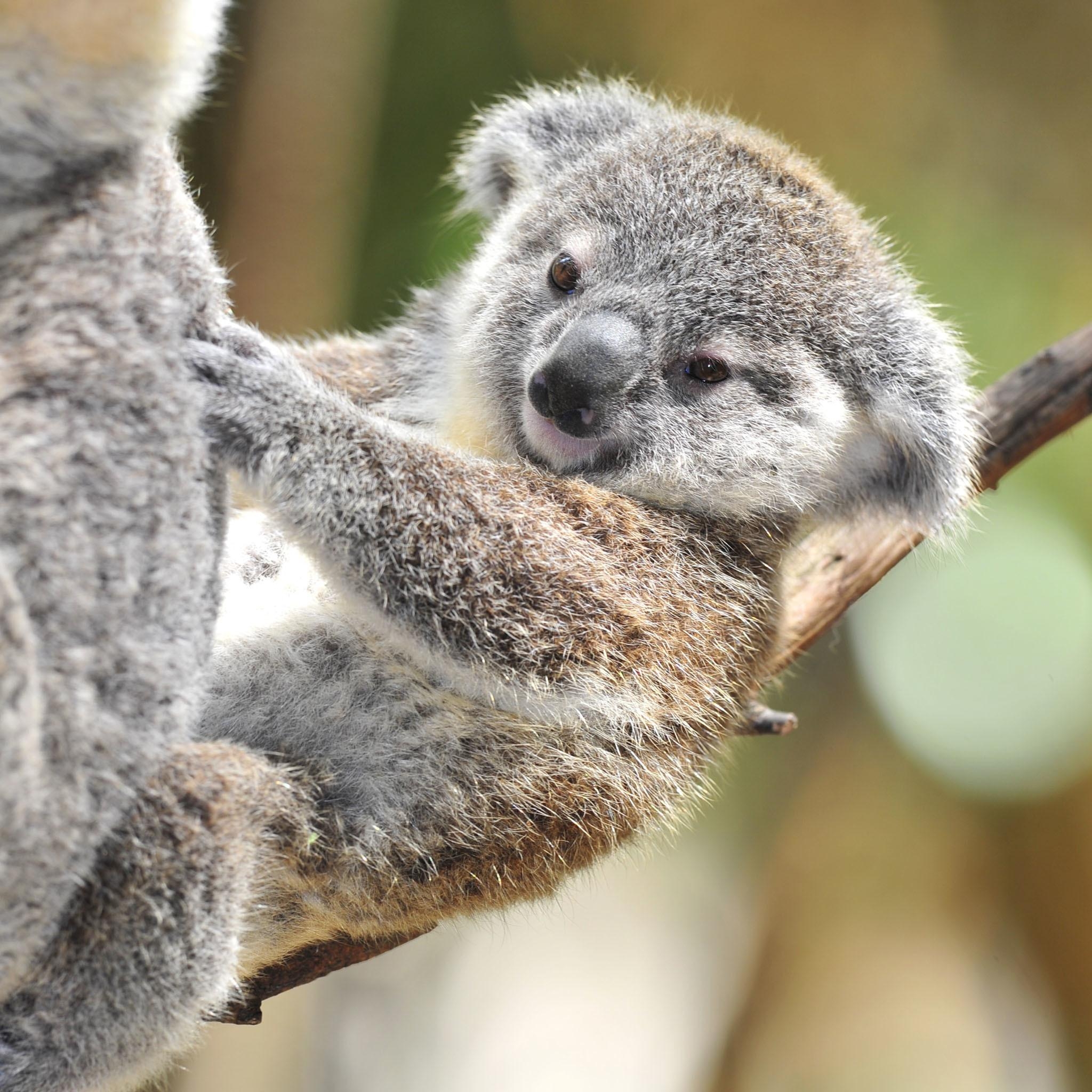 Baby Koala, süß, Tier, Australien, Hintergrund, 2050x2050 HD Handy