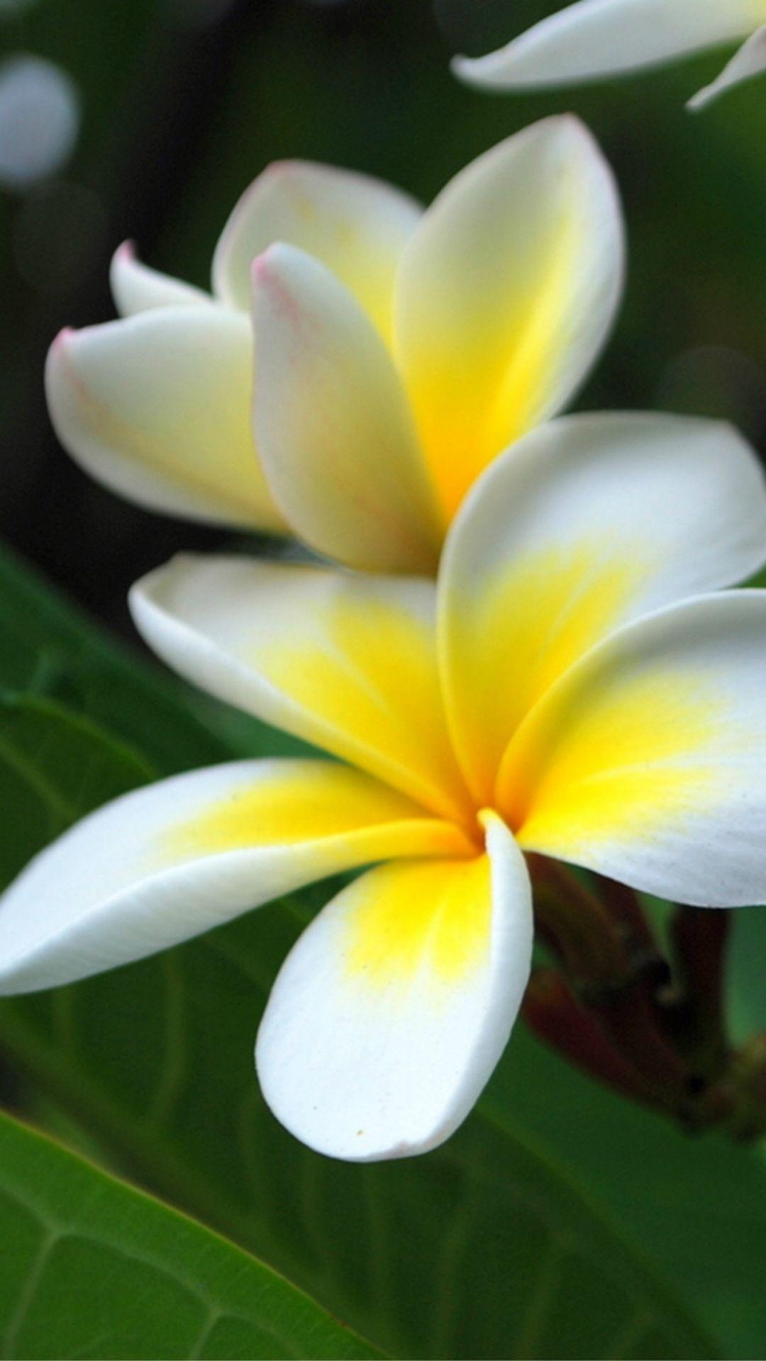 Plumeria, Rubra, Makro, Blütenzweig, iPhone, 1080x1920 Full HD Handy